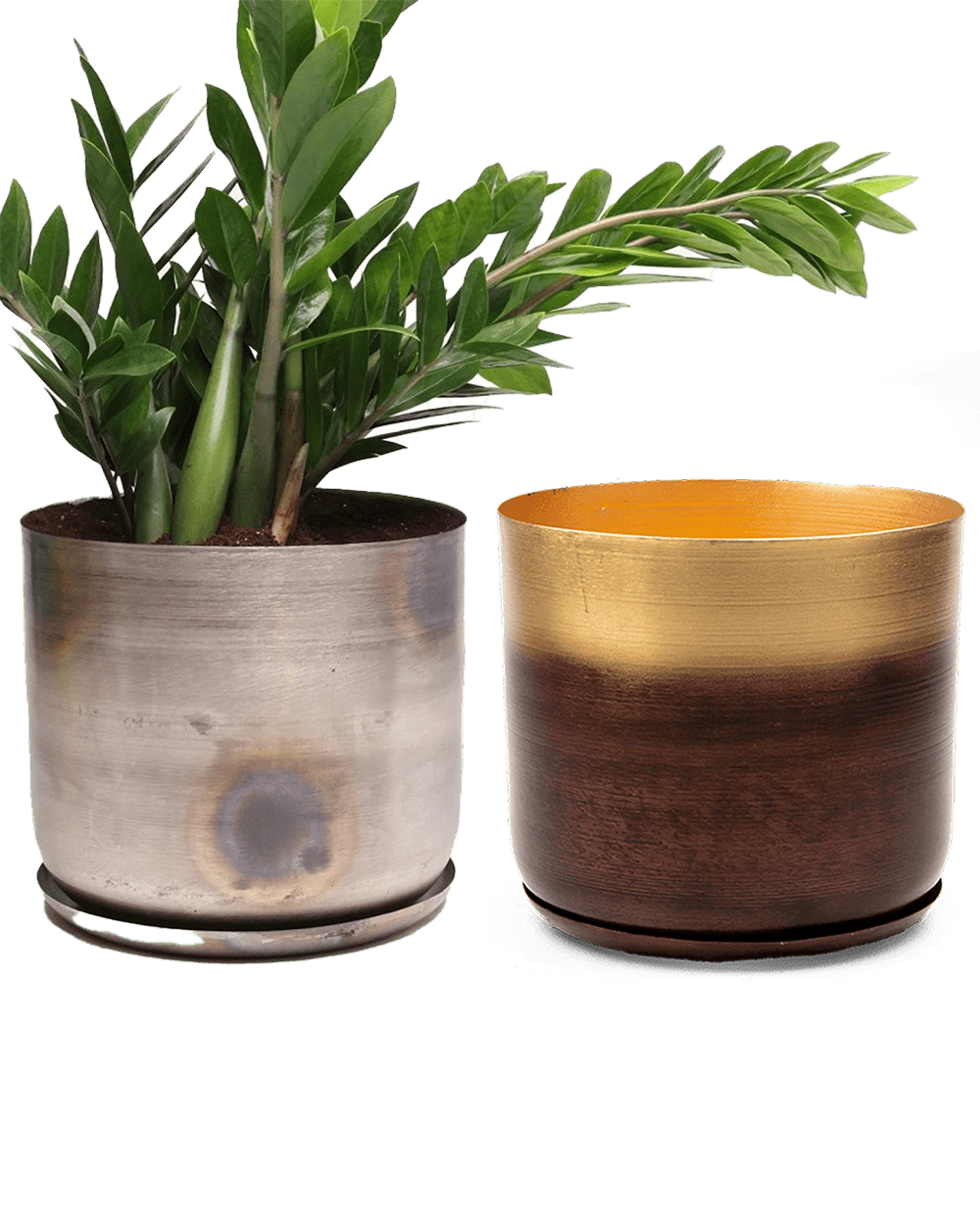 Two Chive Joe large metal plant pots in mahogany gold and silver color styled with a large zz plant.