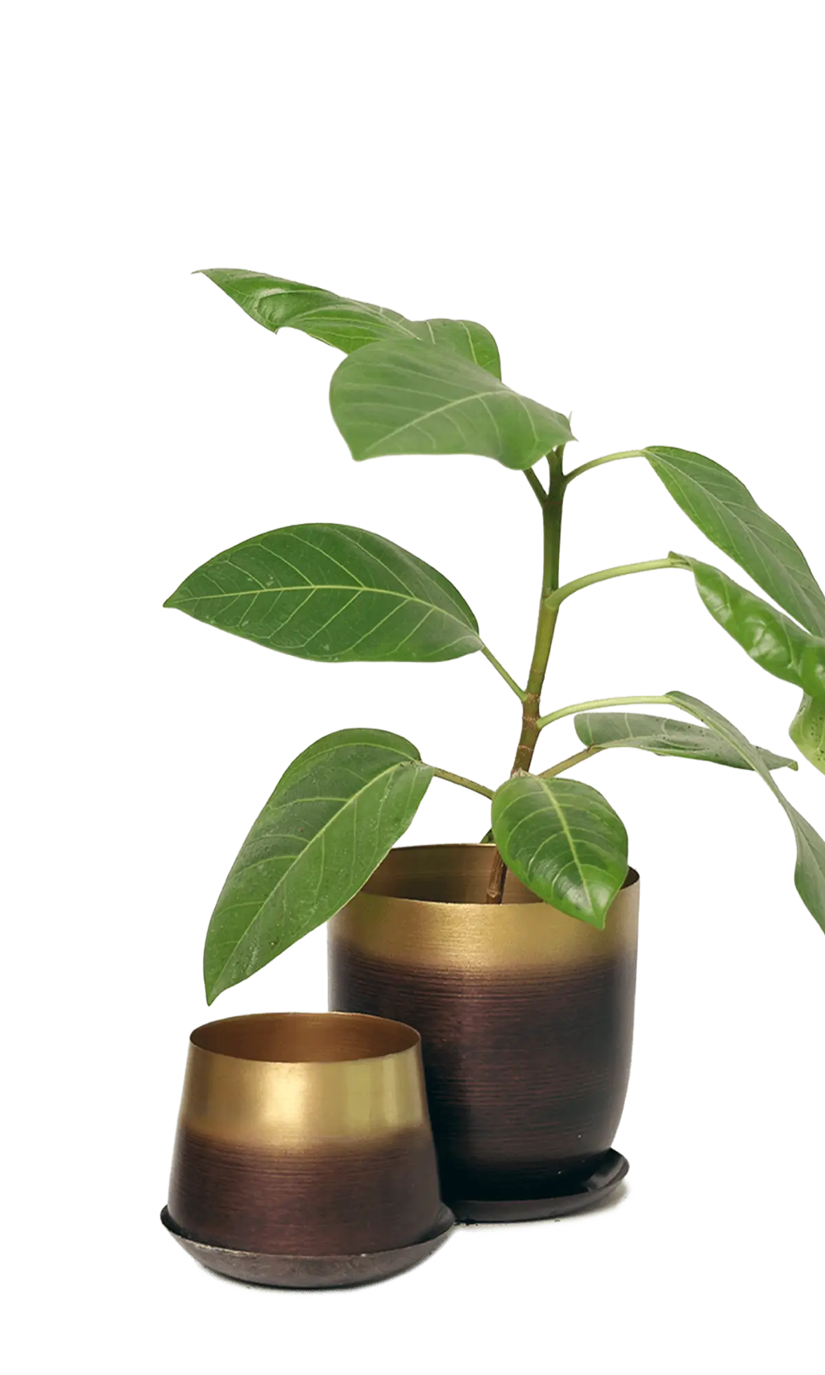 Chive Joe mahogany gold metal medium and small planters with drainage hole and detachable saucer styled with a plant.