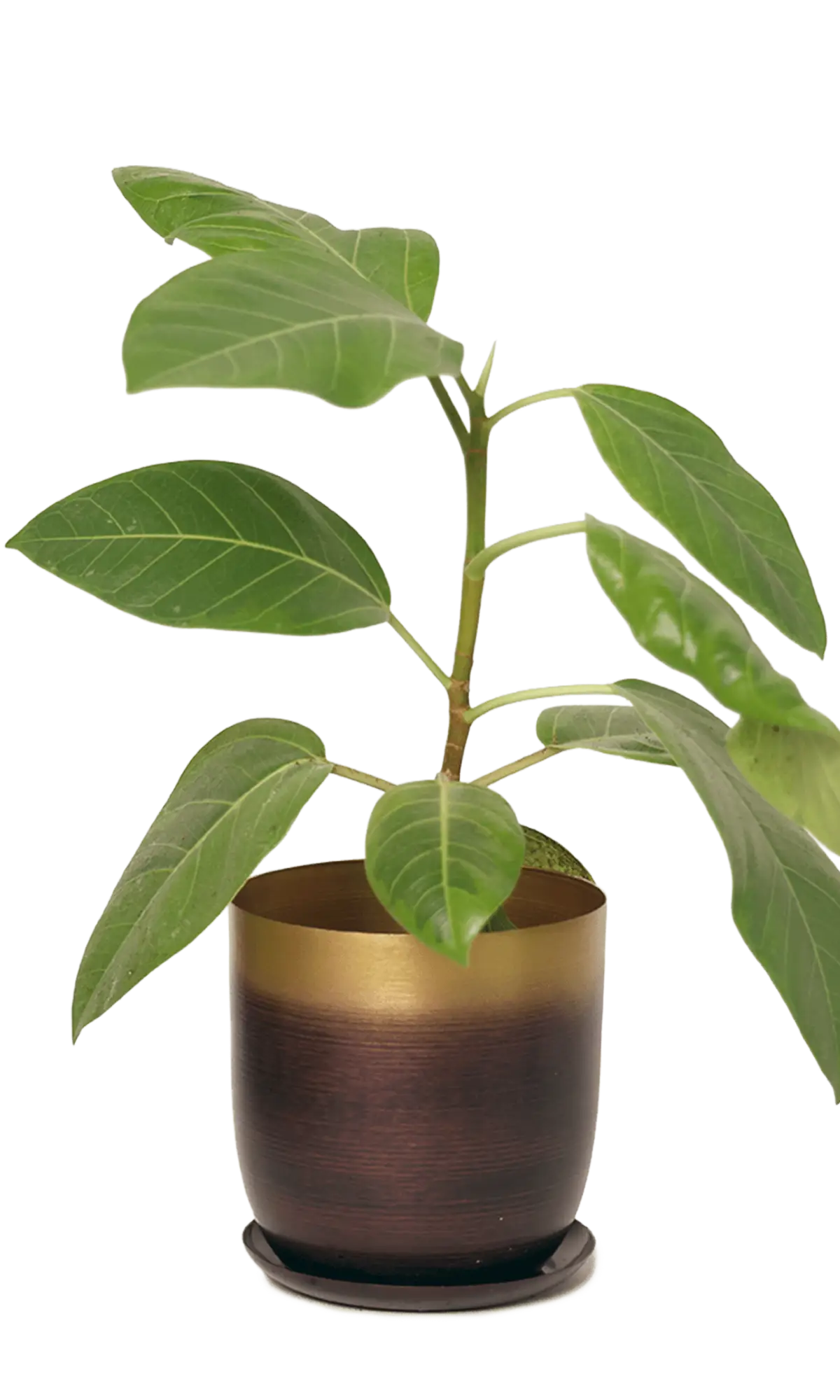 Chive Joe medium metal planter in mahogany gold ombre with a matching saucer, styled with a ficus houseplant.