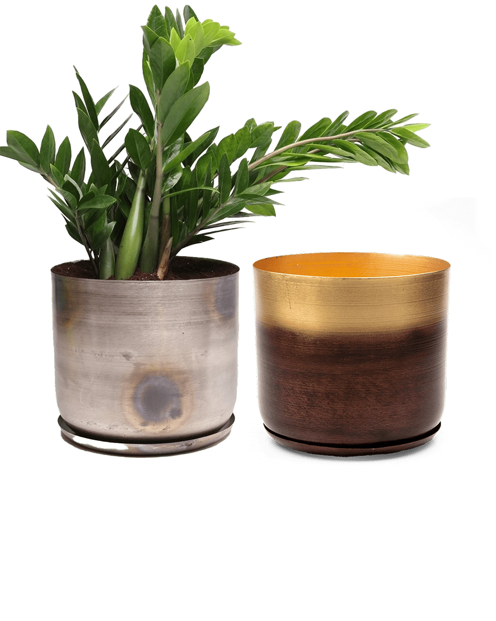Two Chive Joe large metal pots with drainage and detachable saucers in silver and mahogany gold, styled with a zz plant.