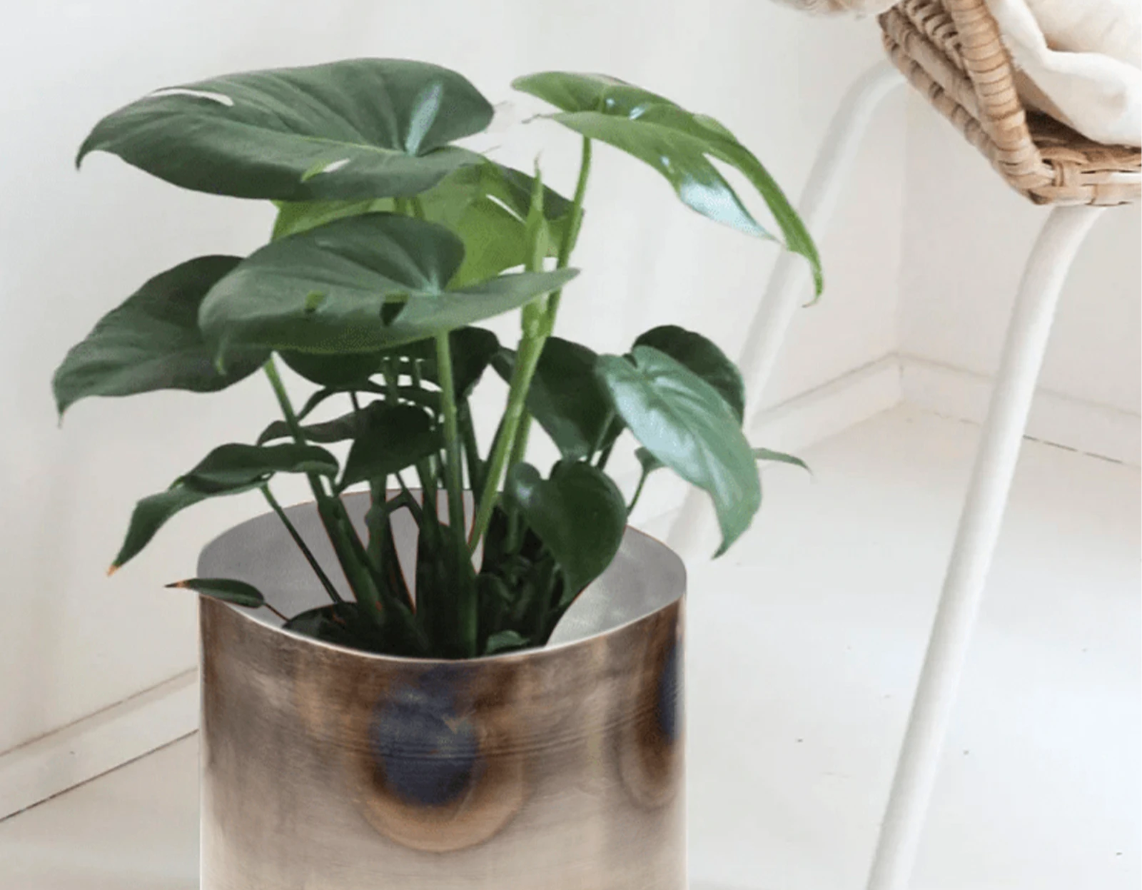 Chive Joe large silver metal pot styled with a monstera plant in a bright white minimalistic room.