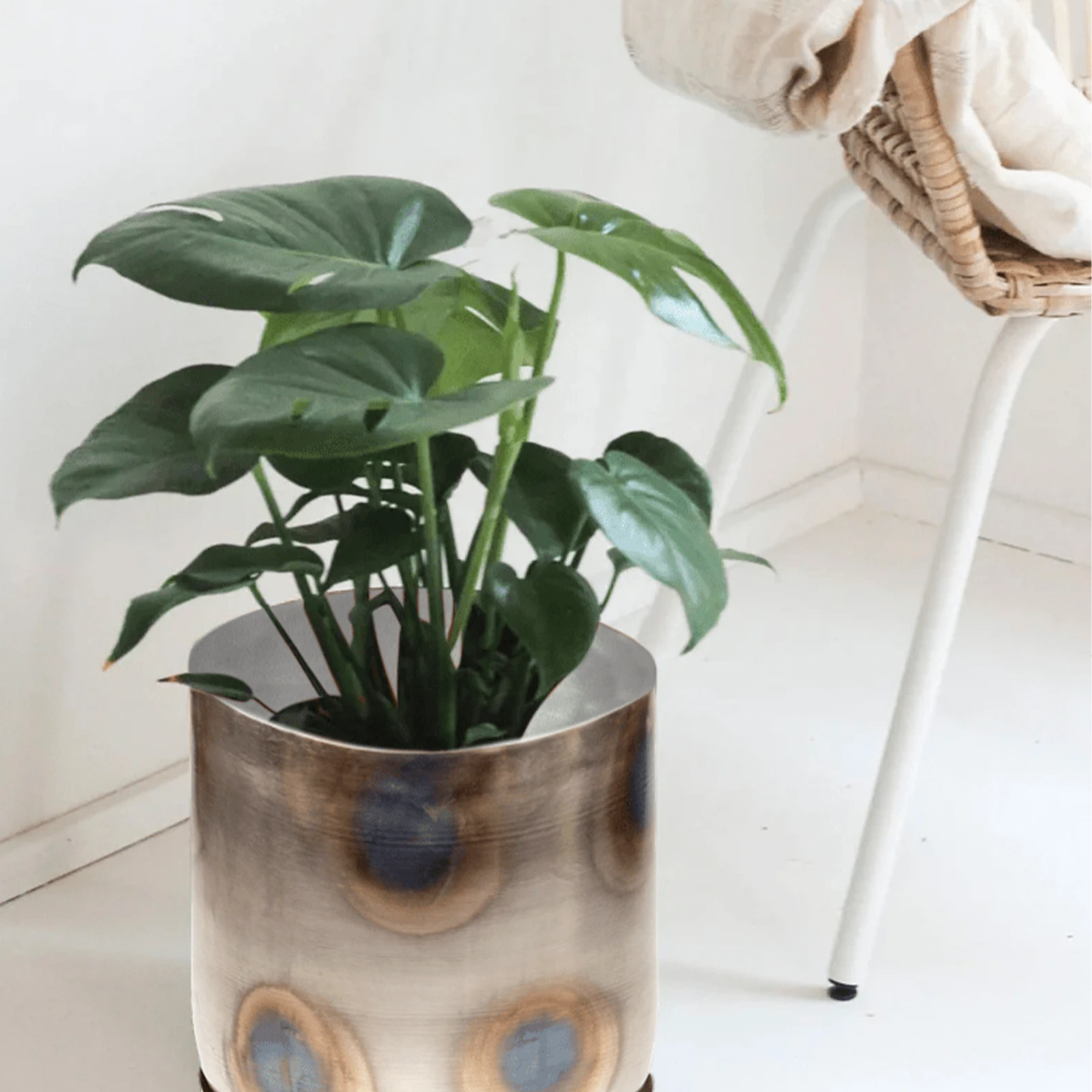 Chive Joe large silver metal pot styled with a monstera plant in a bright white minimalistic room.