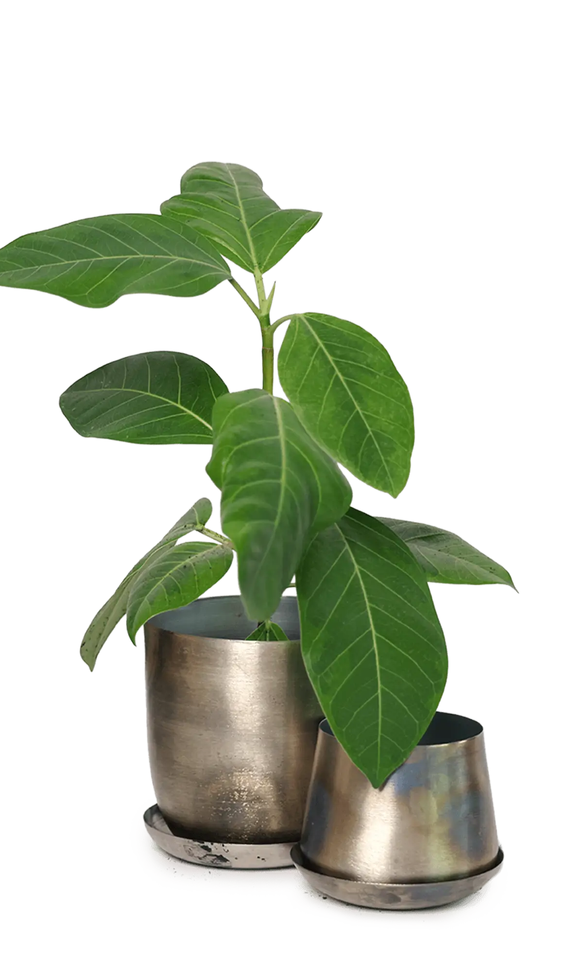 Chive Joe silver metal planters in two sizes with brushed metallic finish, larger styled with a ficus.