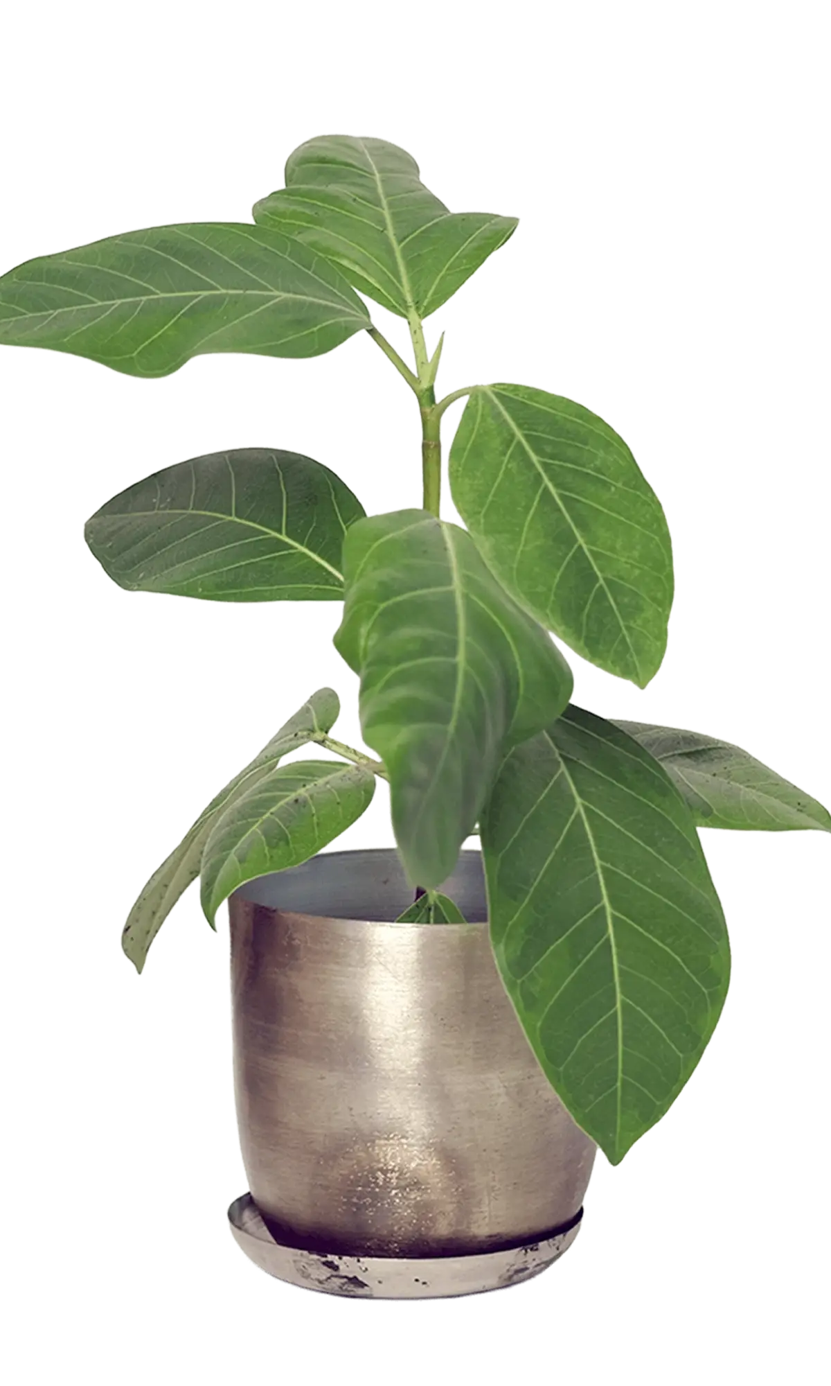 Chive Joe silver metal planter with brushed metallic finish and saucer, styled with a ficus plant.