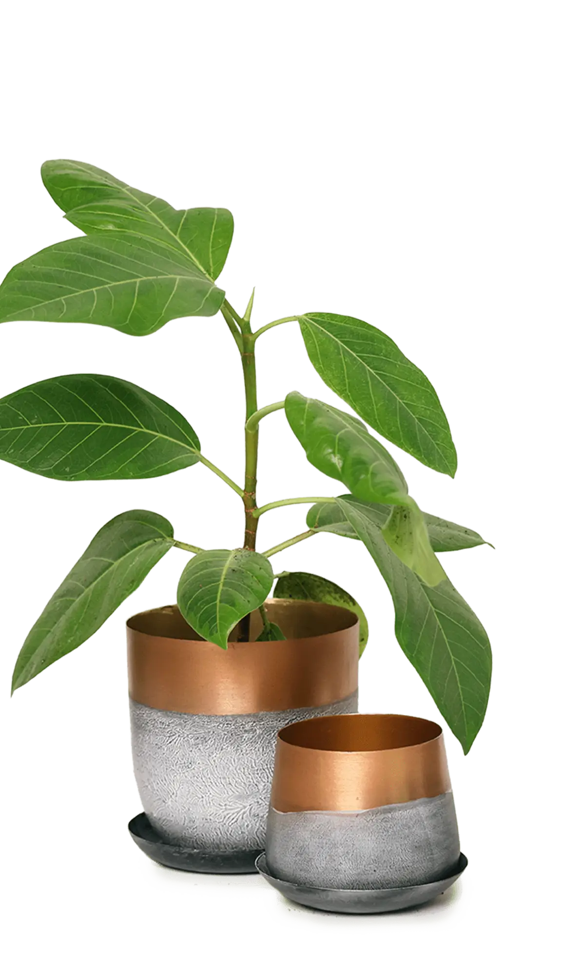 Chive Joe white copper metal medium and small planters with drainage hole and detachable saucer styled with a plant.