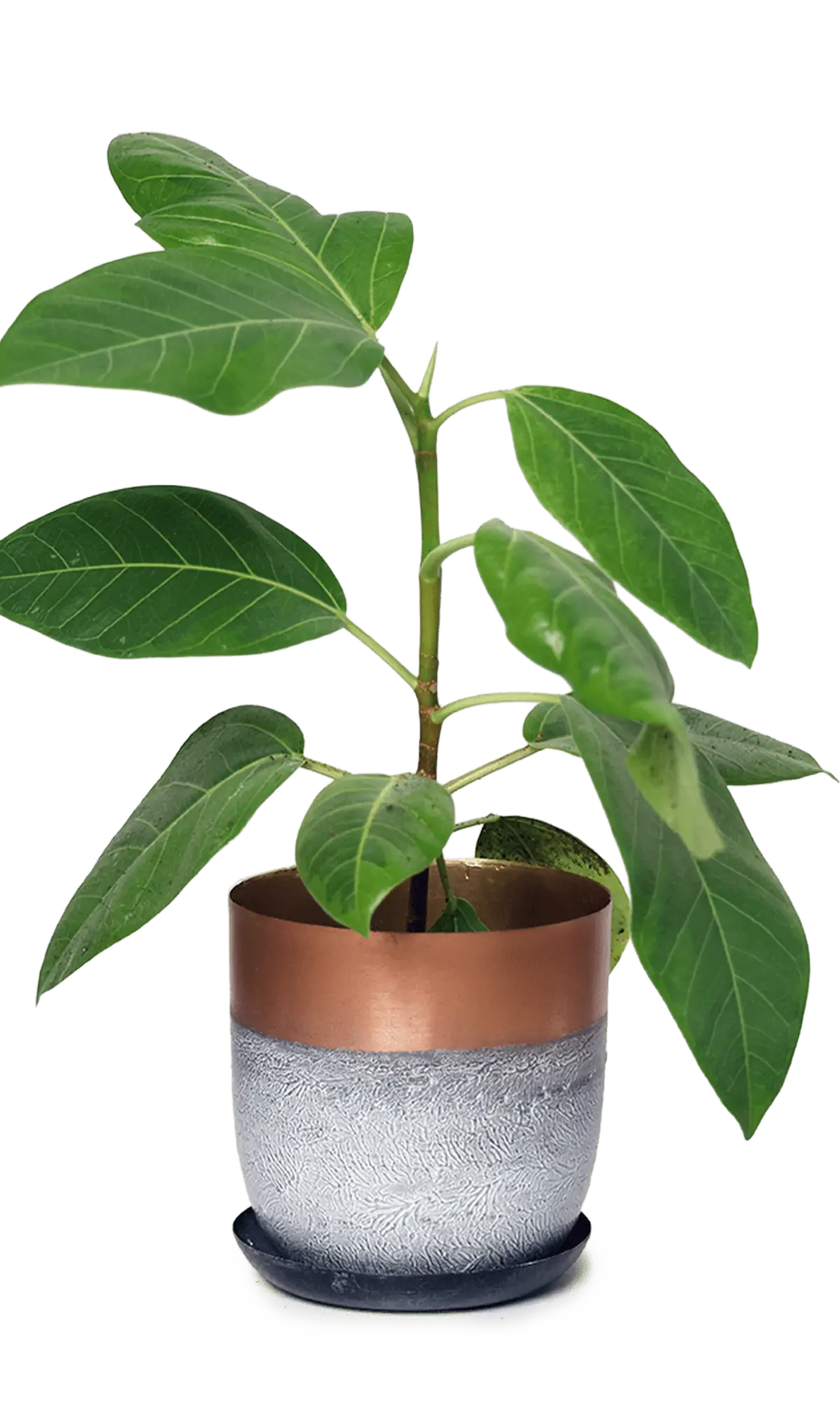 Chive Joe white copper metal medium planter with drainage hole and detachable saucer styled with a plant.