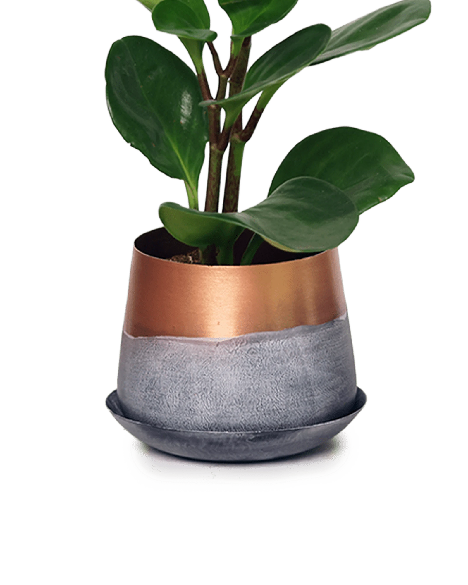 Chive Joe small white copper color metal plant pot with drainage and saucer styled with a plant.