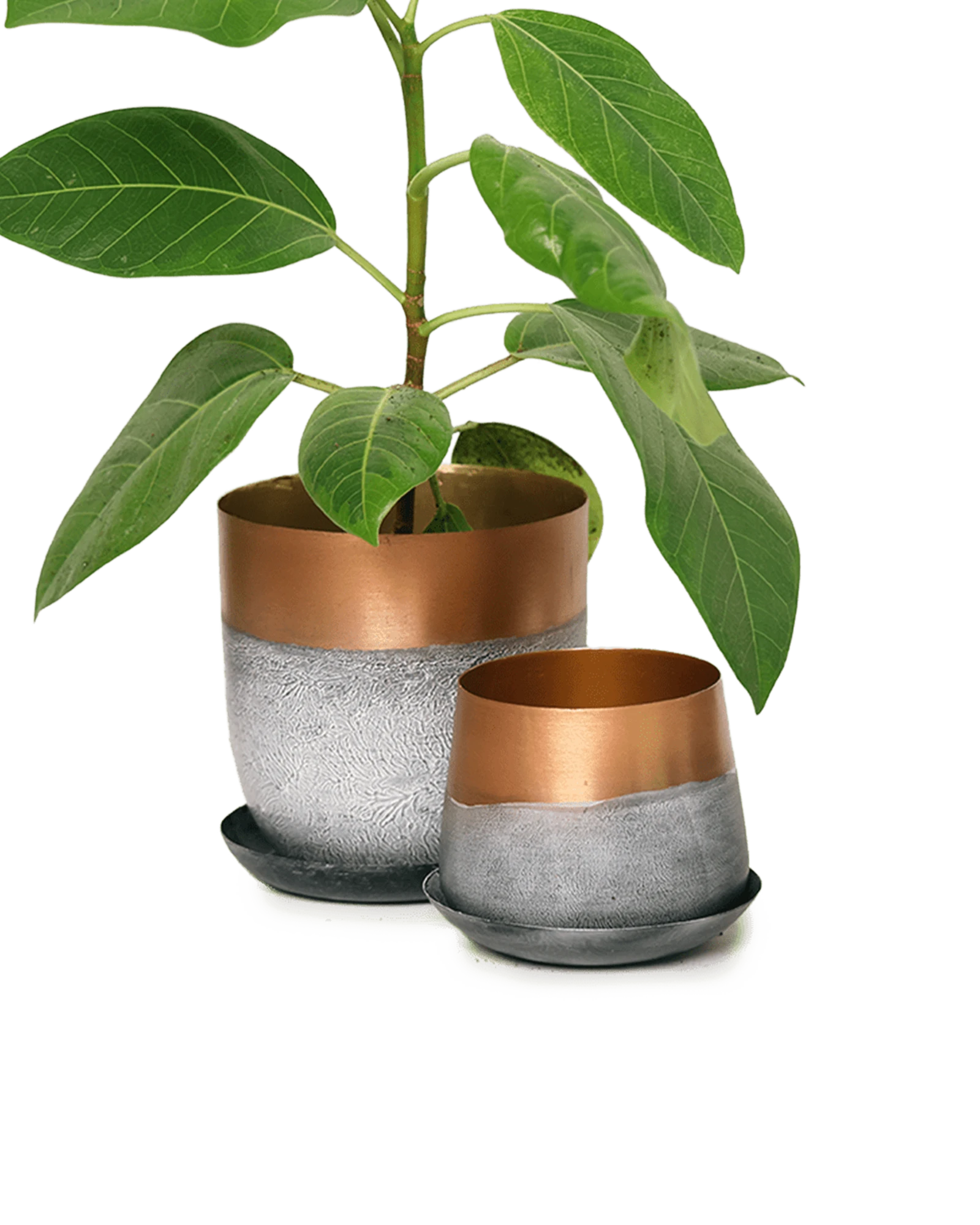 Two Chive Joe white copper color metal plant pots with styled with a green plant.