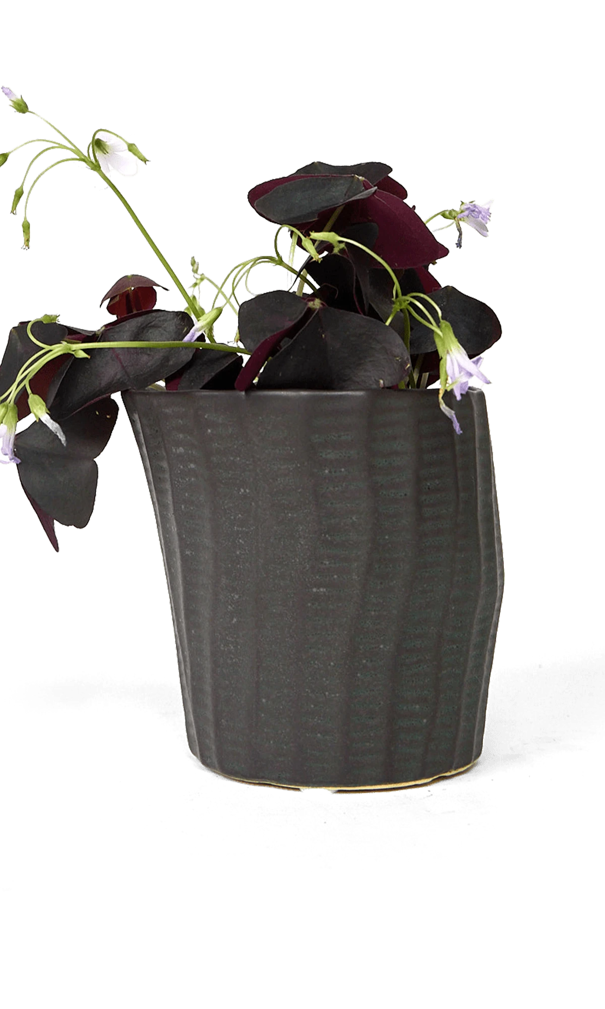 Chive Katakana black ceramic textured planter pot styled with a plant.