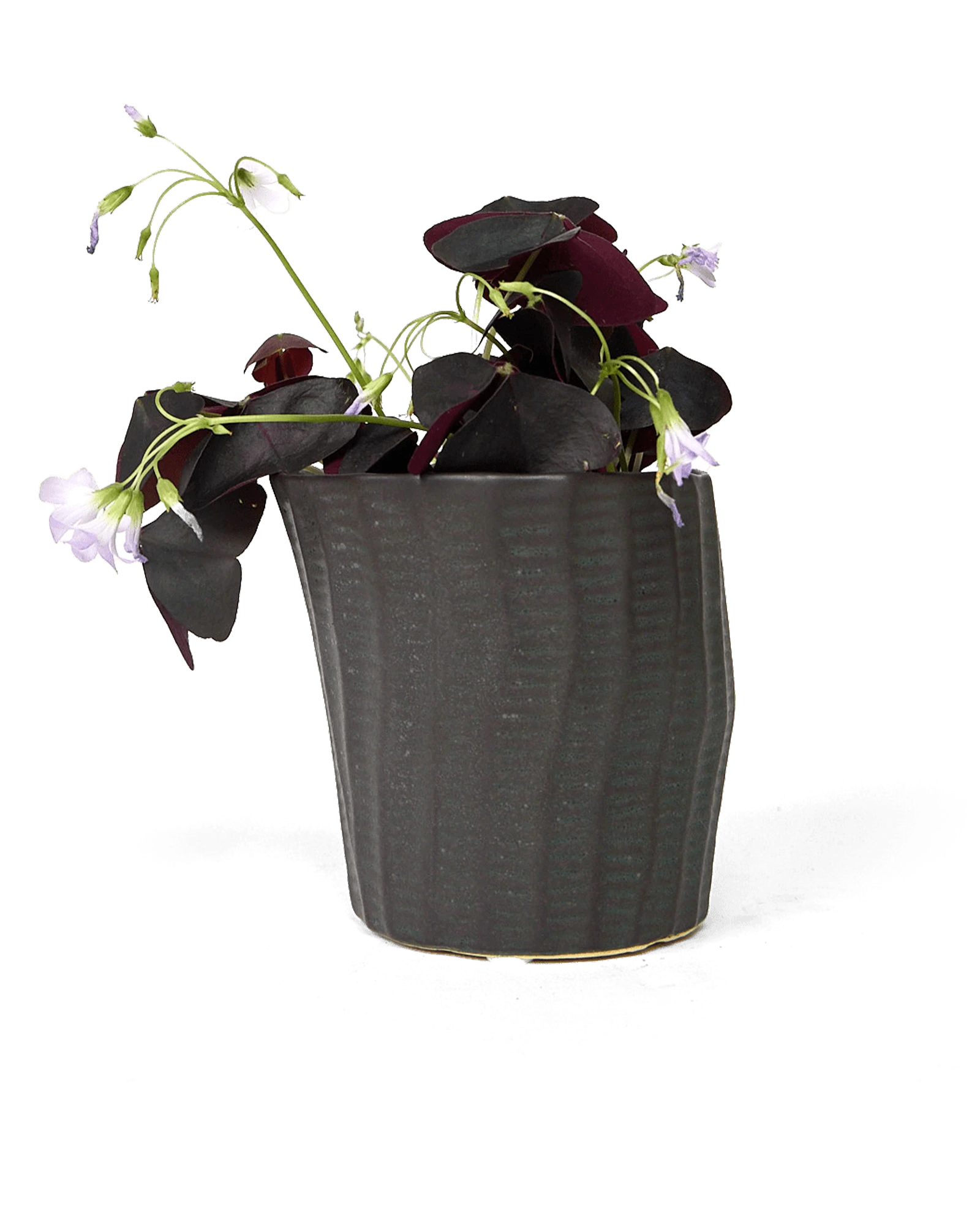 Chive Katakana black ceramic textured planter pot styled with a plant.