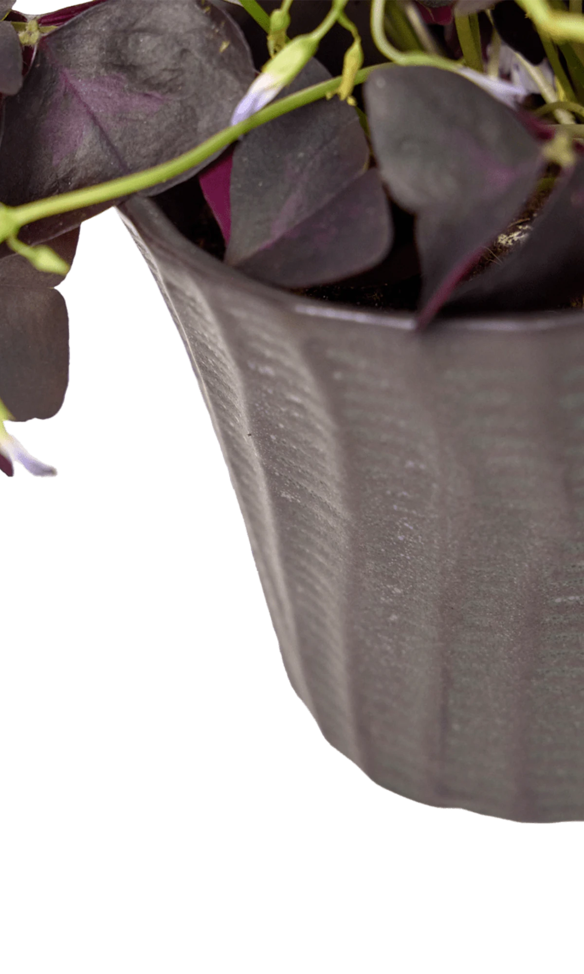Close-up of the vertical ribbed texture finish on a Chive Katakana black ceramic pot, styled with a plant.