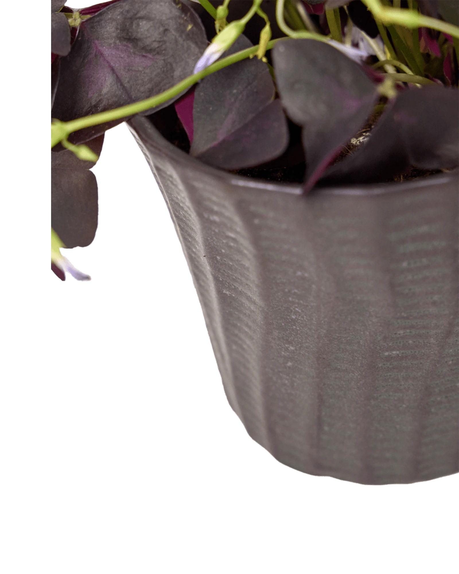 Close-up of the vertical ribbed texture finish on a Chive Katakana black ceramic pot, styled with a plant.