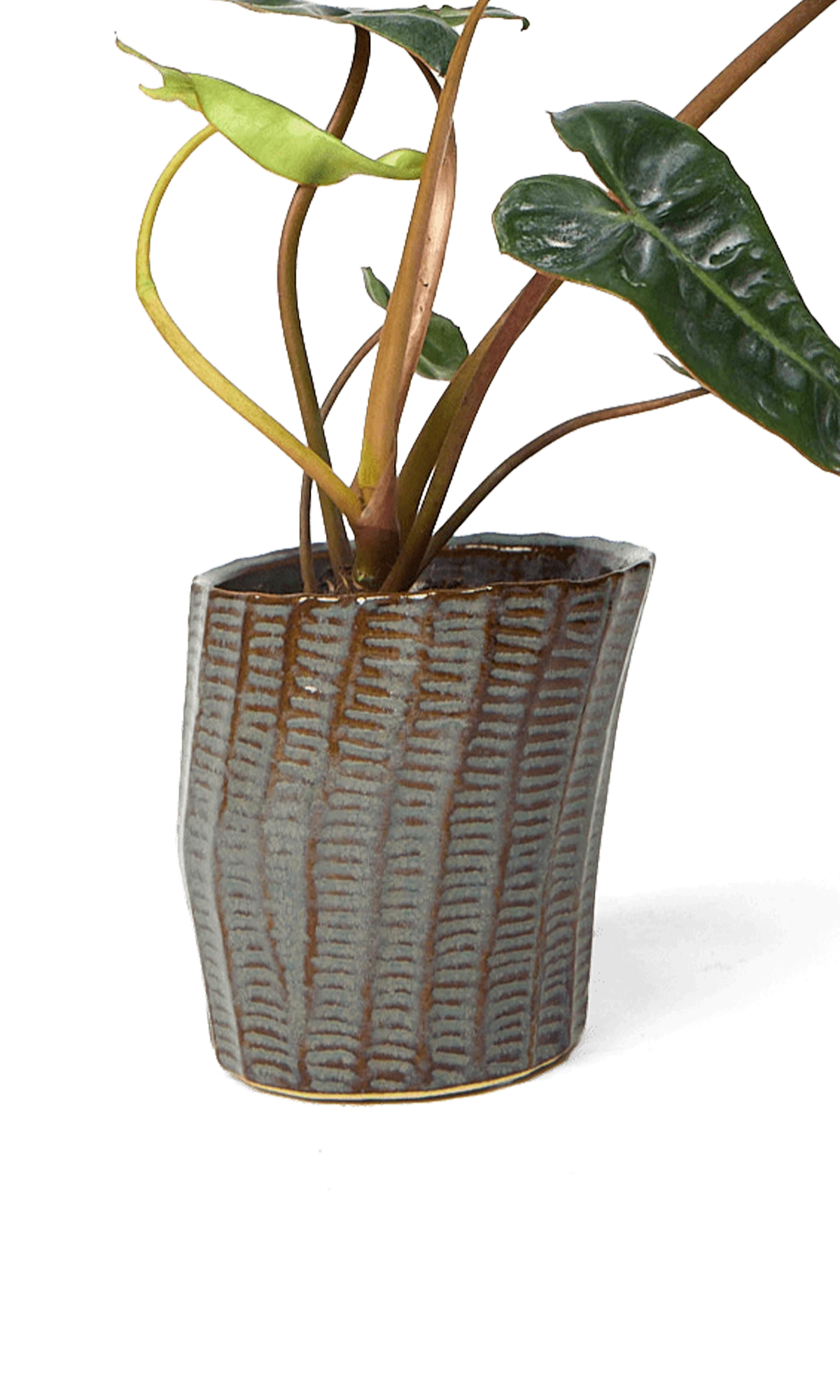 Chive Katakana brown ceramic textured planter pot styled with a plant.