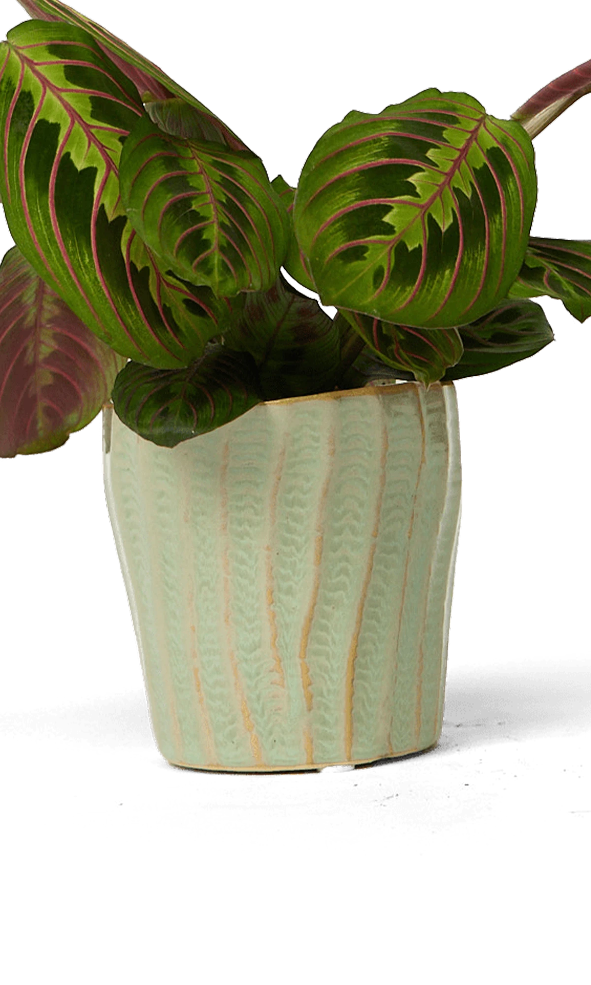Chive Katakana green ceramic textured planter pot styled with a plant.