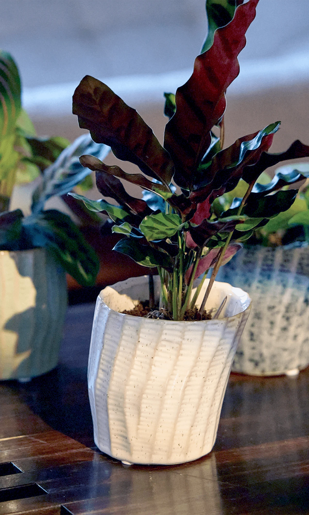 Multiple Chive Katakana ceramic planter pots styled with plants on a wood table.