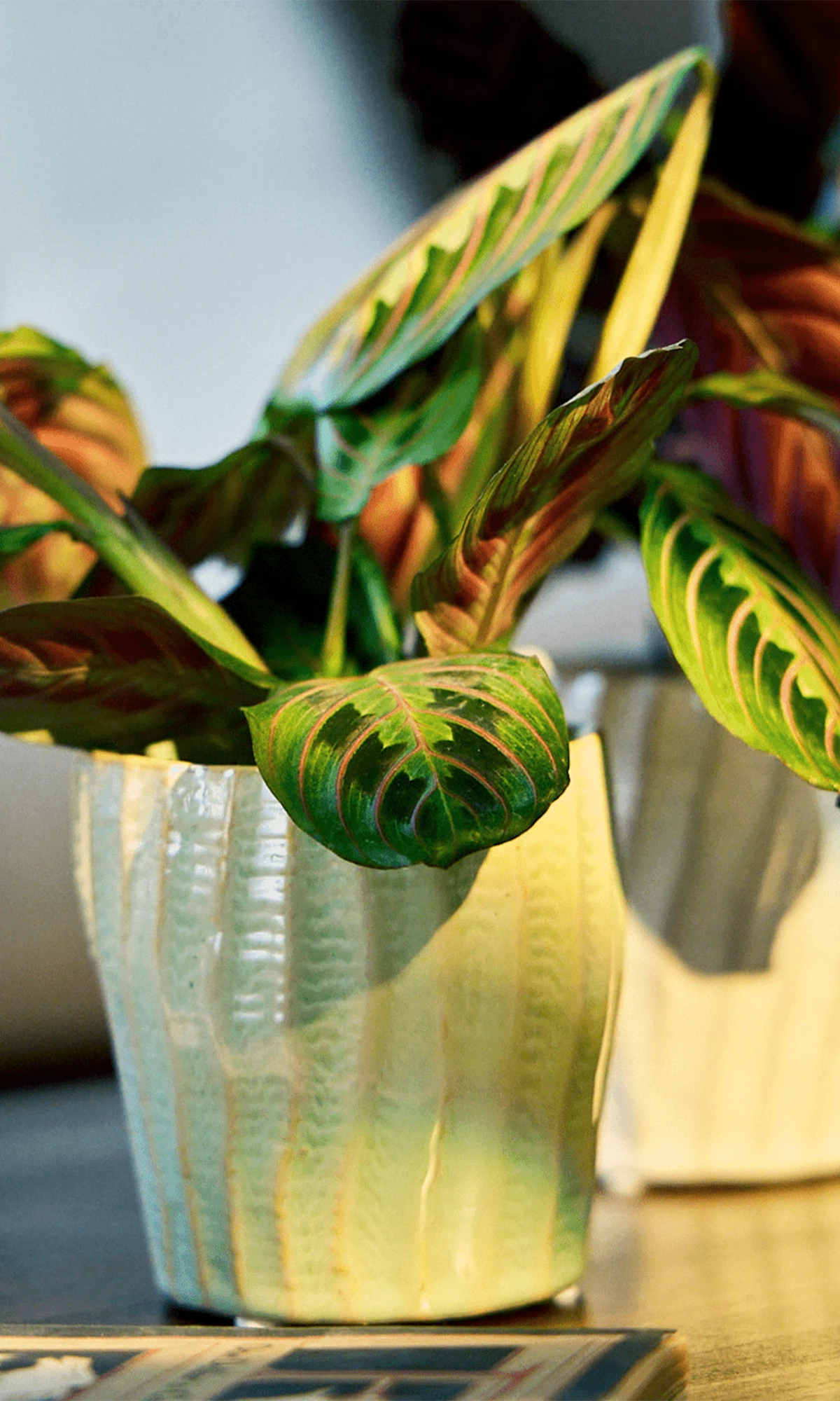 Chive Katakana textured ceramic planter pots in green and white styled with plants on a wood table.