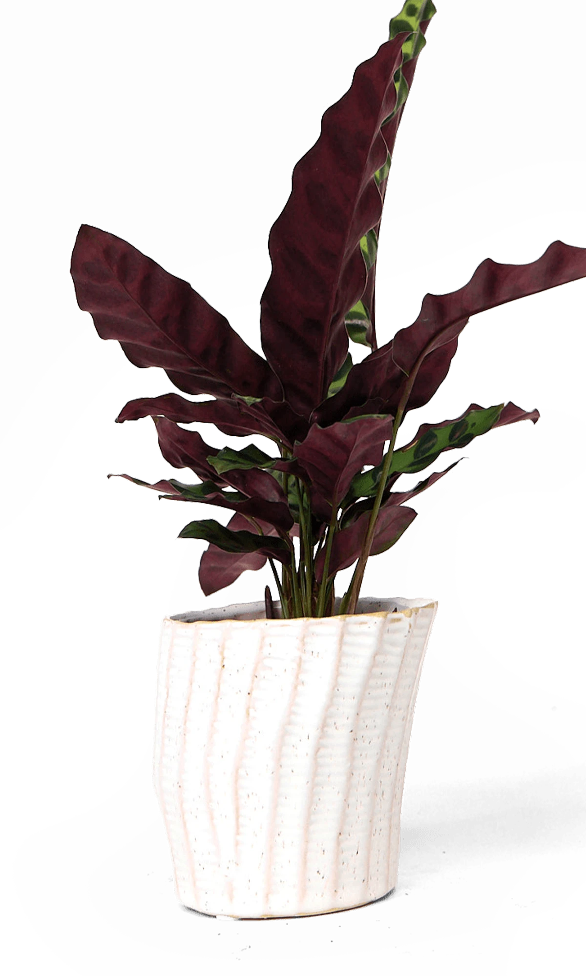 Chive Katakana white ceramic planter pot styled with a red leaf plant.