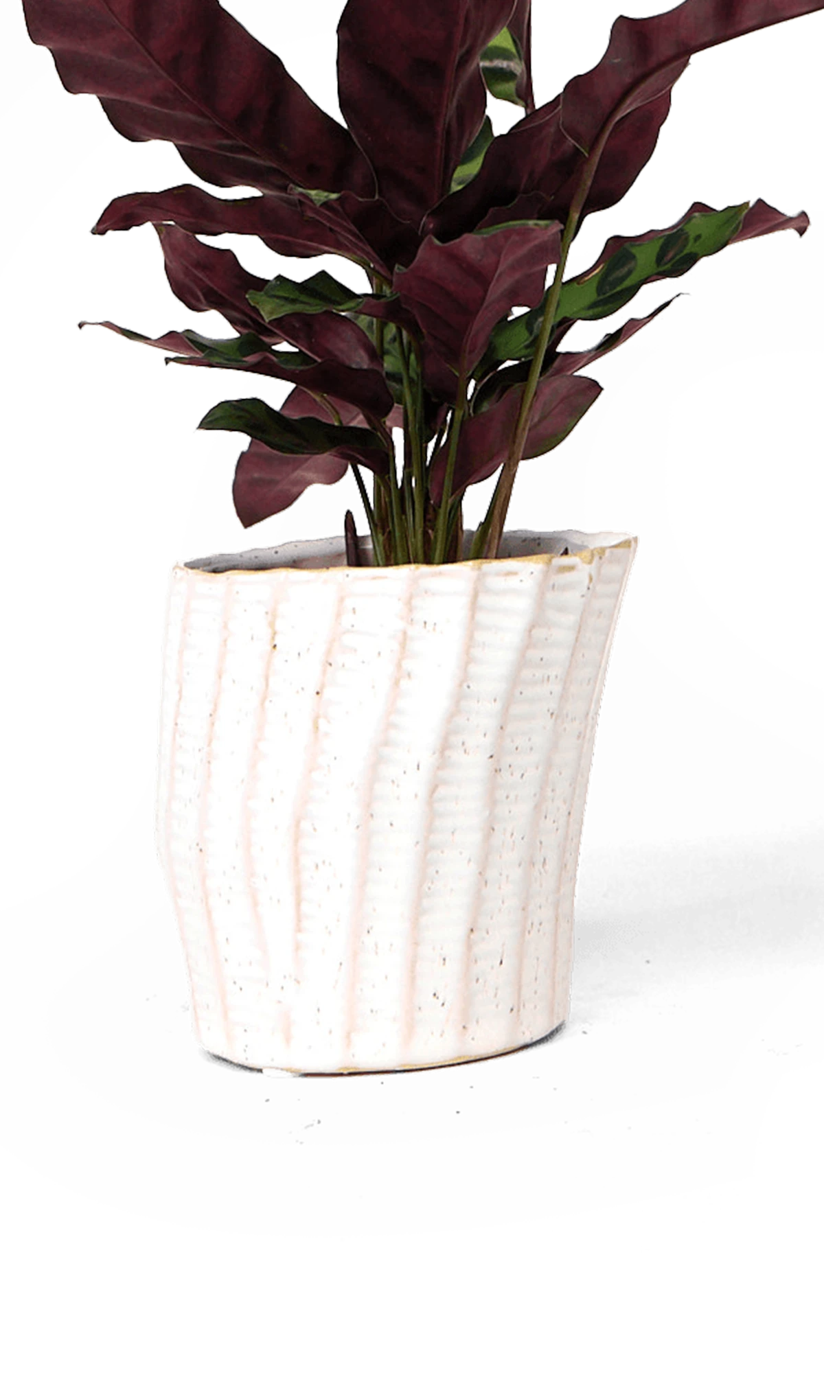 Chive Katakana white ceramic planter pot styled with a plant.