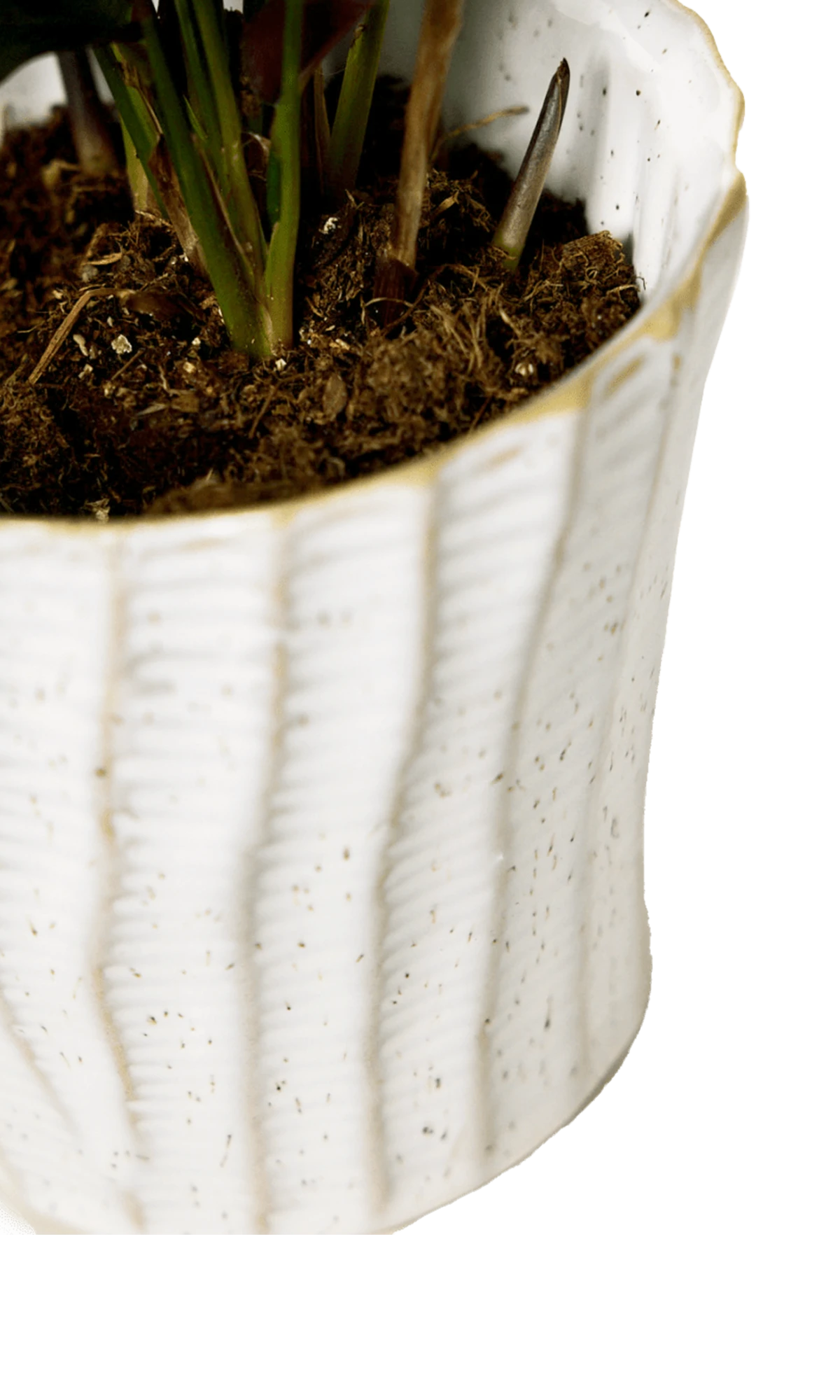 Close-up of the vertical ribbed texture finish on a Chive Katakana white ceramic pot.