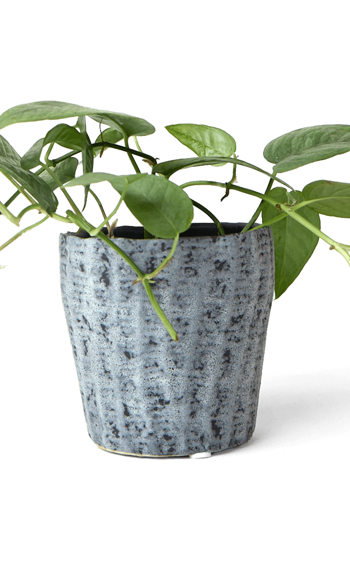 Chive Katakana white-black textured ceramic planter pot styled with a plant.