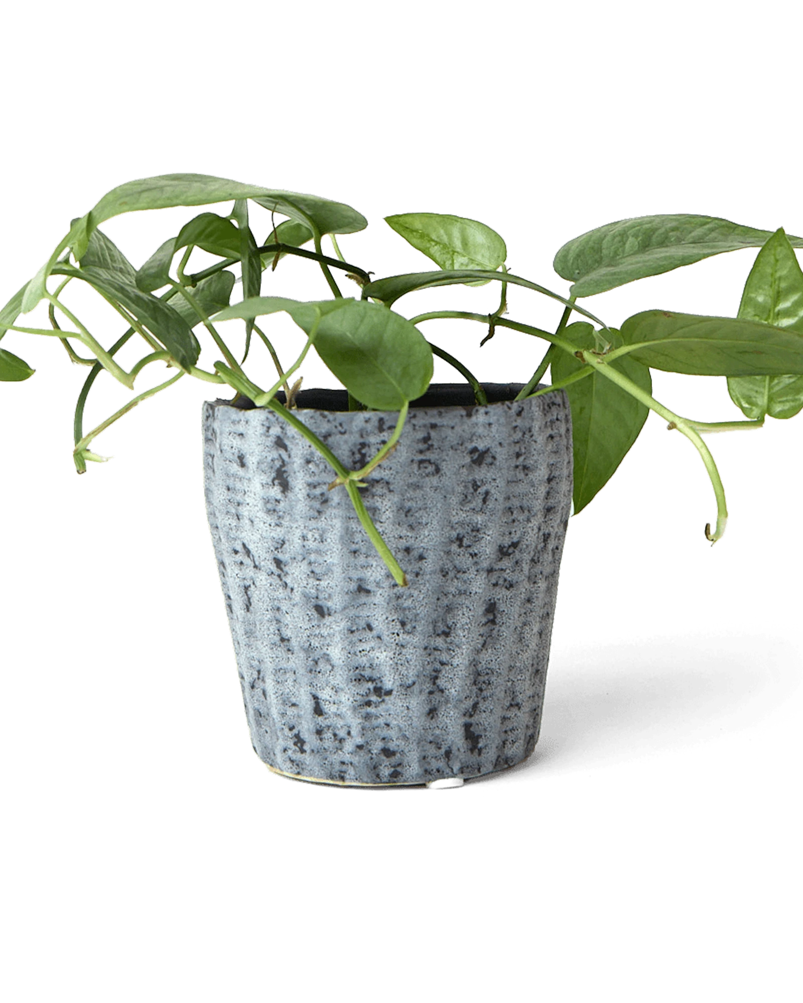 Chive Katakana white-black textured ceramic planter pot styled with a plant.