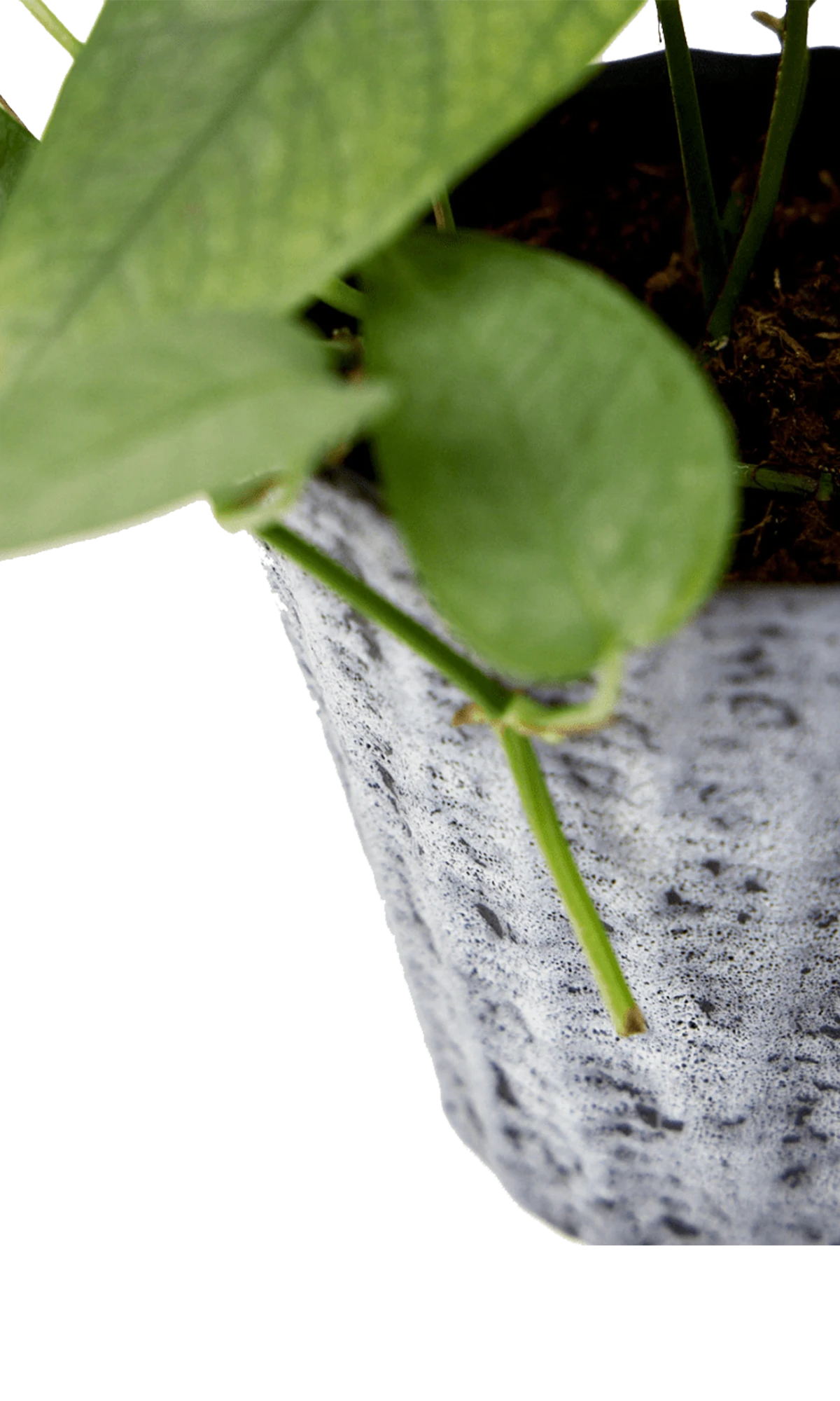 Close-up of the vertical ribbed texture finish on a Chive Katakana white-black ceramic pot, styled with a plant.