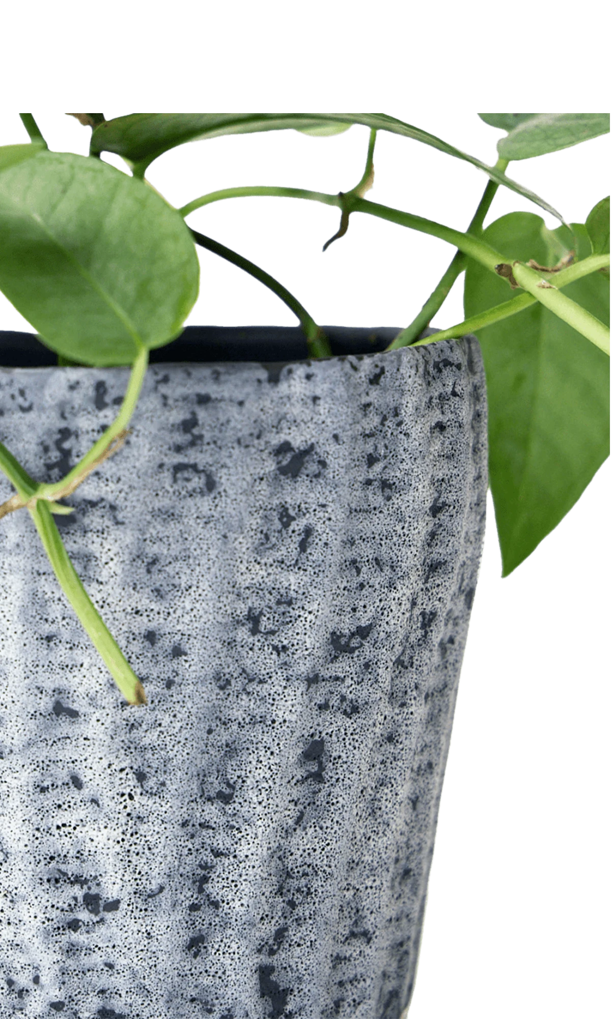 Close-up of the color texture finish on a Chive Katakana white-black ceramic pot, styled with a plant.