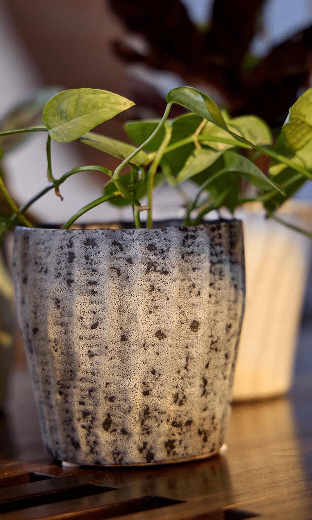 Chive Katakana textured ceramic planter pots in white black styled with plants on a wood table.