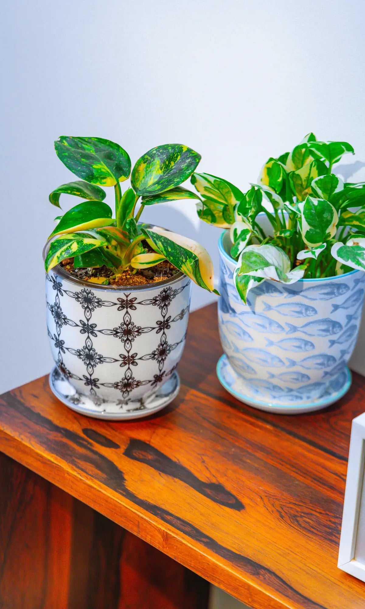 Chive Liberté large planters in black stars and blue fish patterns, styled with two pothos varieties on a wood cabinet.