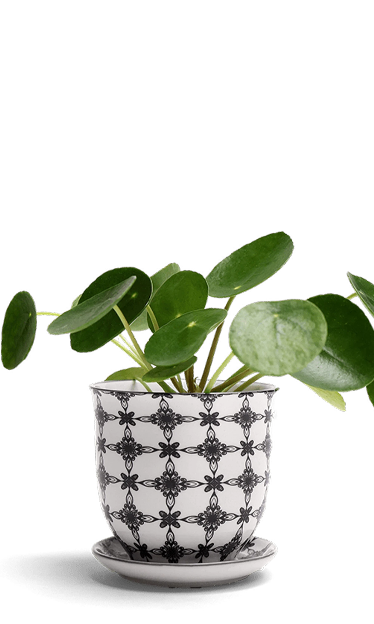 Chive Liberte medium black stars porcelain pot with drainage and saucer styled with a plant.