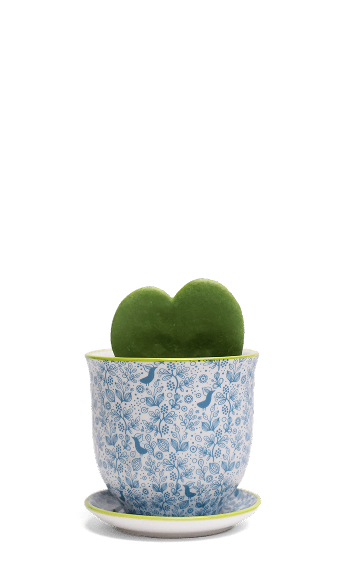 Chive Liberte small blue birds porcelain pot with drainage and saucer styled with a hoya kerrii plant.