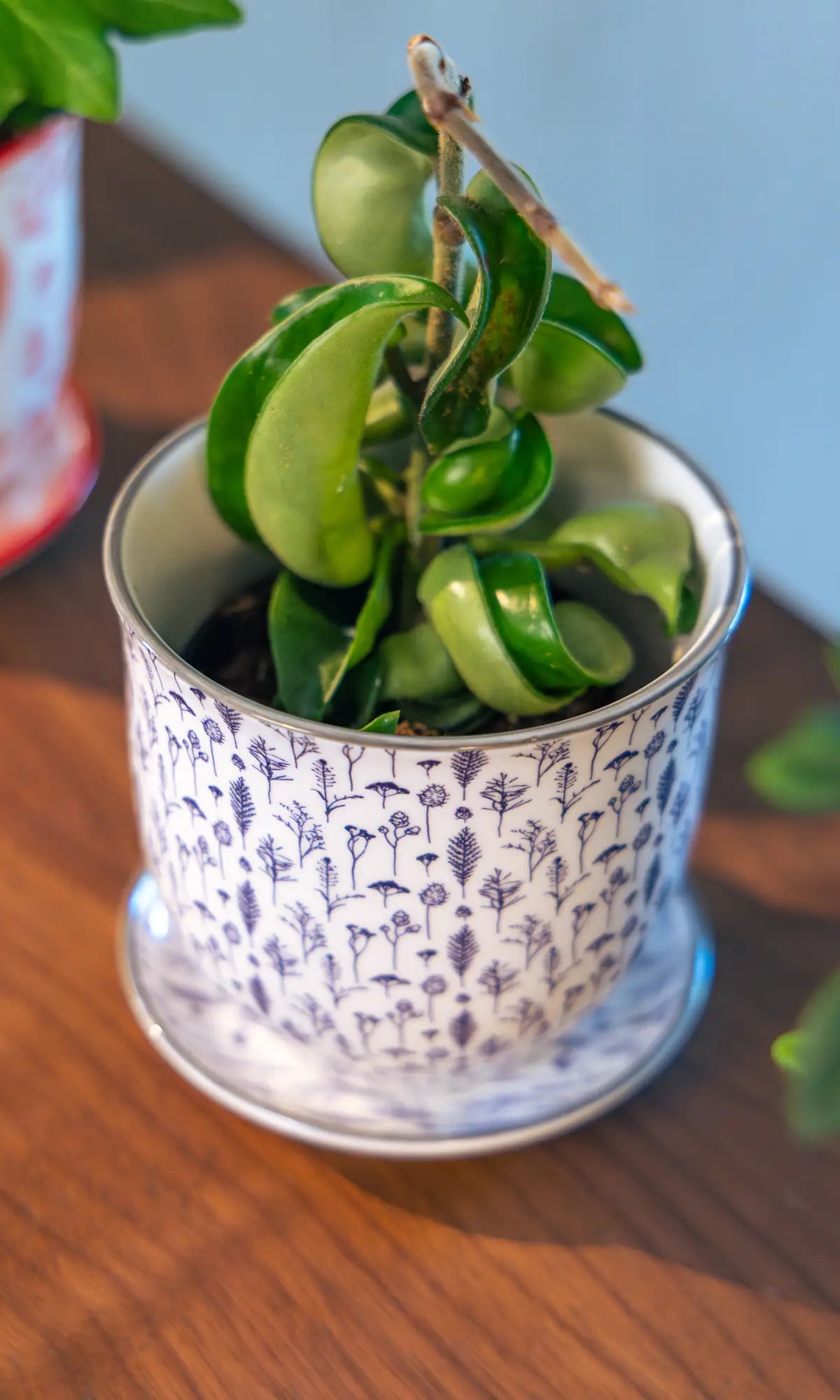 Chive Liberté small planter in blue feathers print with saucer, styled with a hoya on a wood surface.