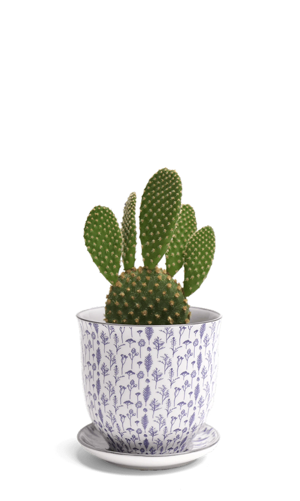 Chive Liberte small blue feathers porcelain pot with drainage and saucer styled with a cactus plant.