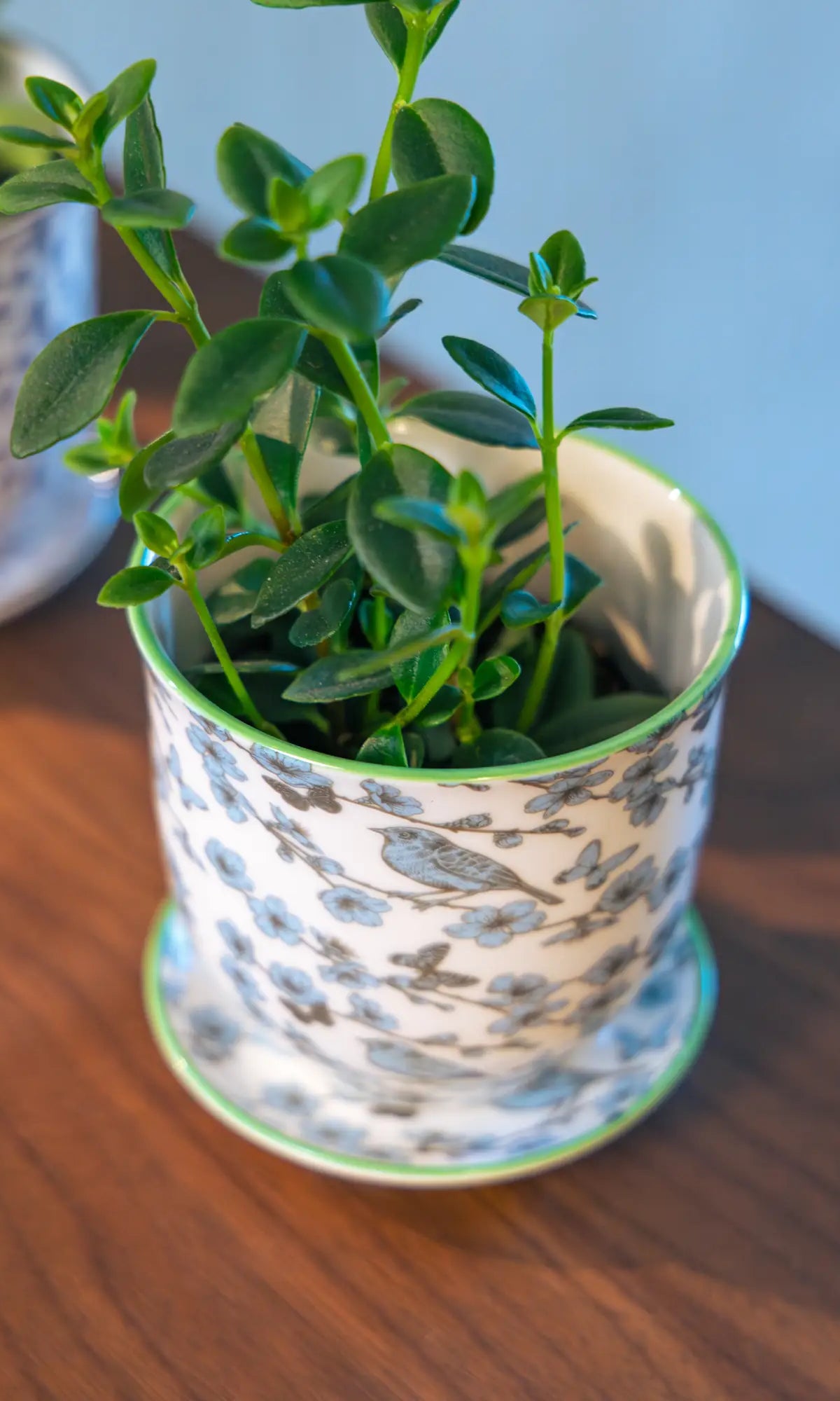 Chive Liberté small planter in blue feathers print with saucer, styled with a hoya on a wood surface.