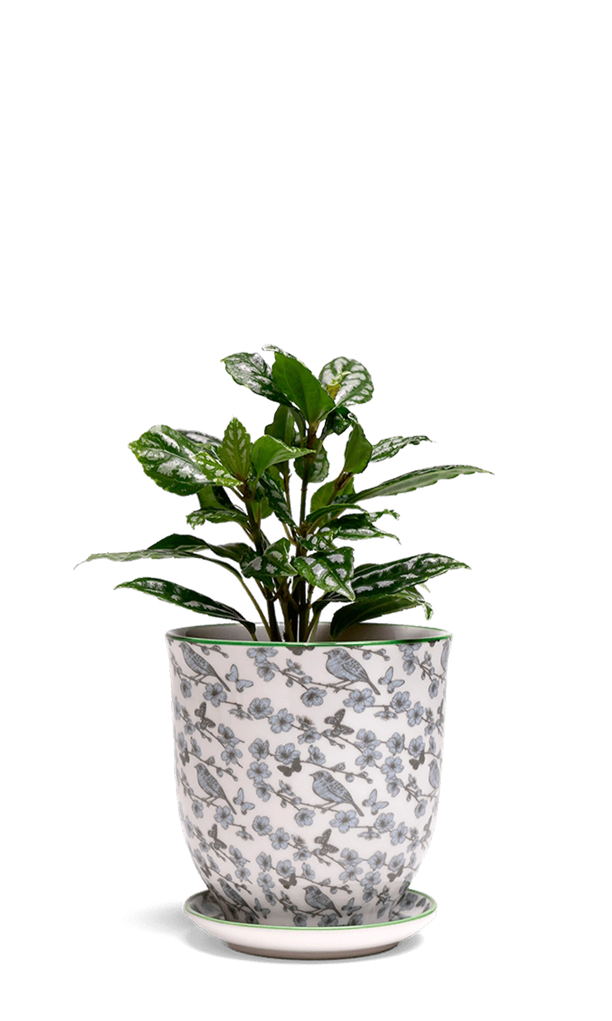 Chive Liberte small blue flowers porcelain pot with drainage and saucer styled with a plant.