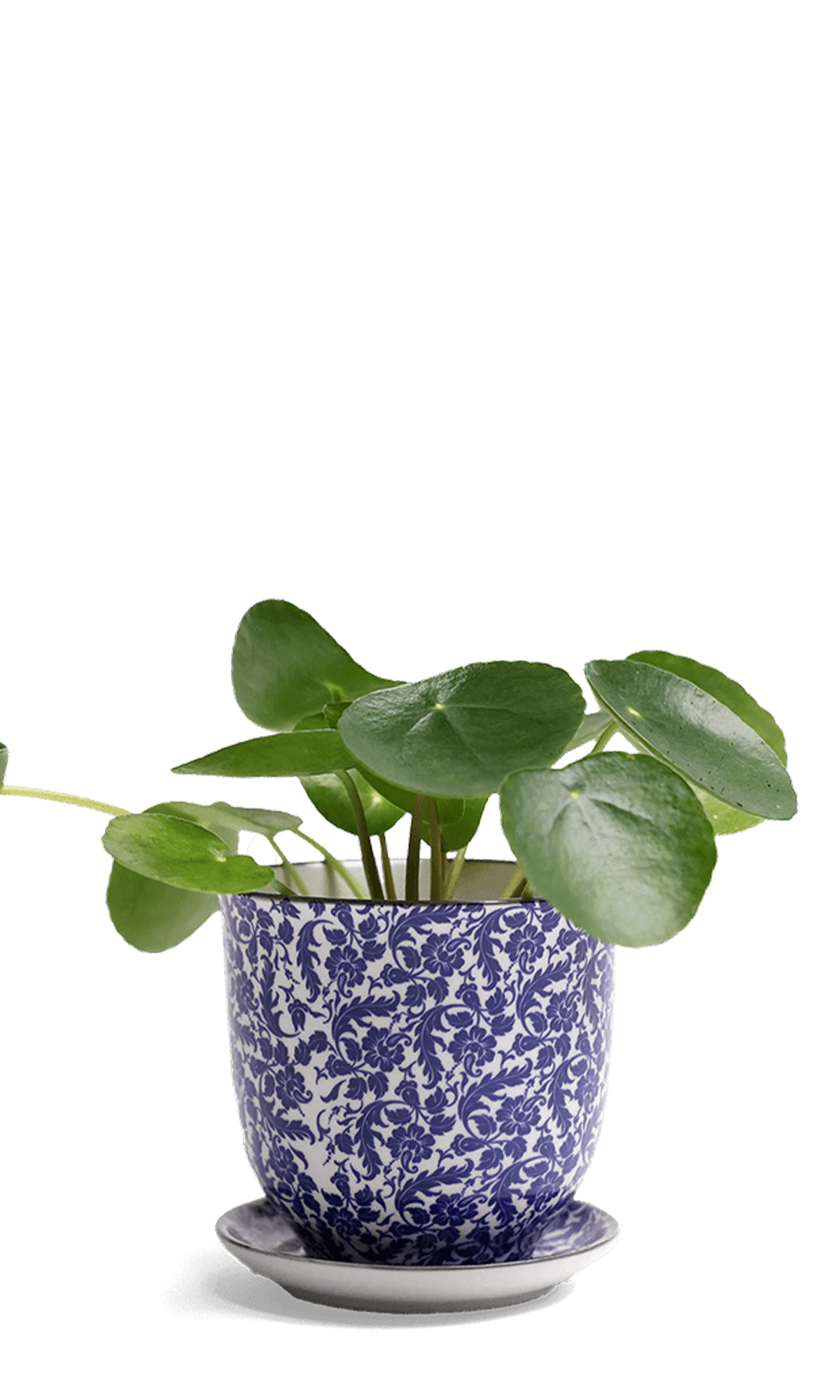 Chive Liberte small blue leaves porcelain pot with drainage and saucer styled with a plant.