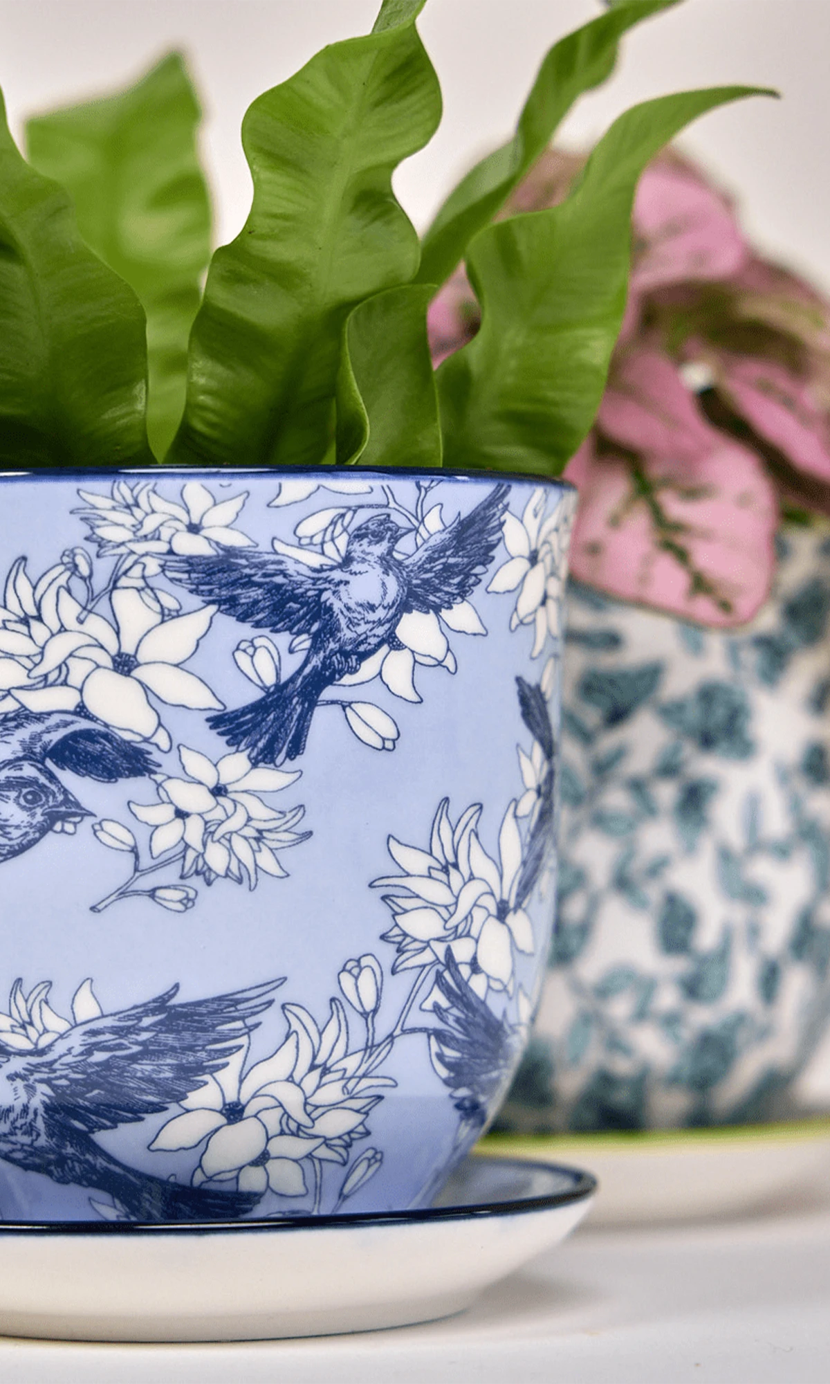 Close-up of two Chive Liberte medium porcelain pots in blue swallows and green flowers showing the pattern and glaze finish, holding plants.