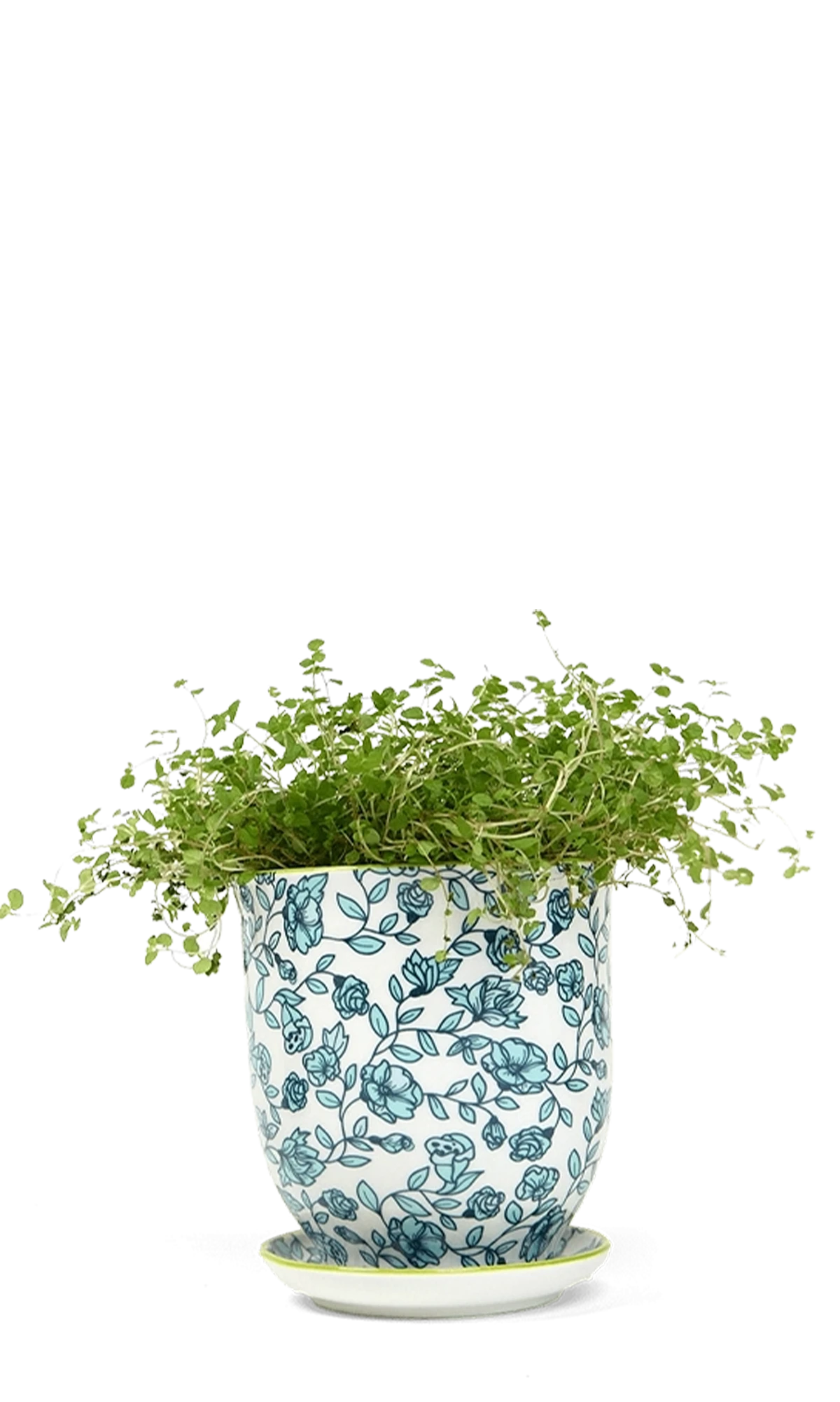 Chive Liberte medium green flowers porcelain pot with drainage and saucer styled with a plant.