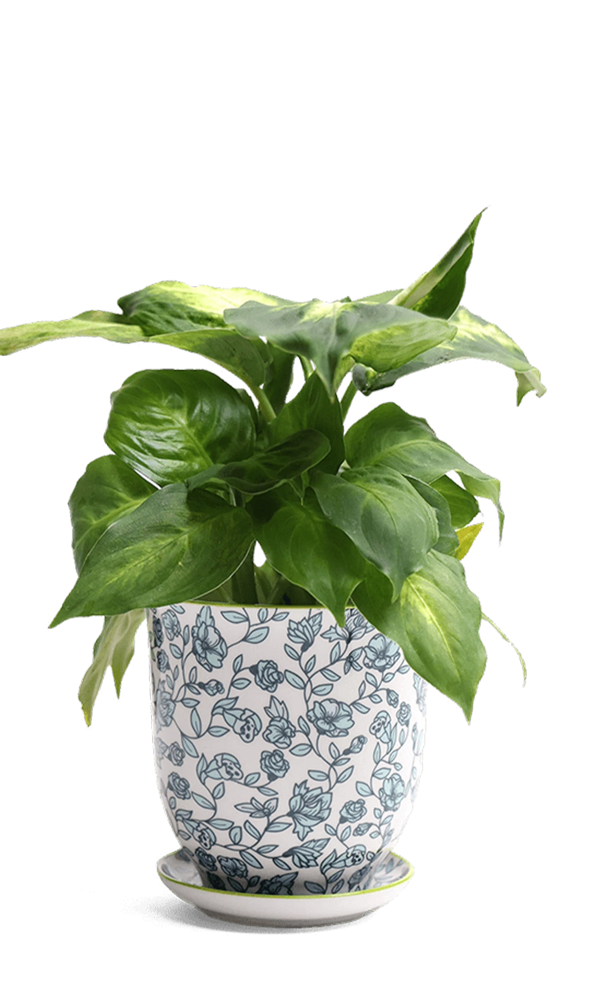 Chive Liberte small green flowers porcelain pot with drainage and saucer styled with a plant.