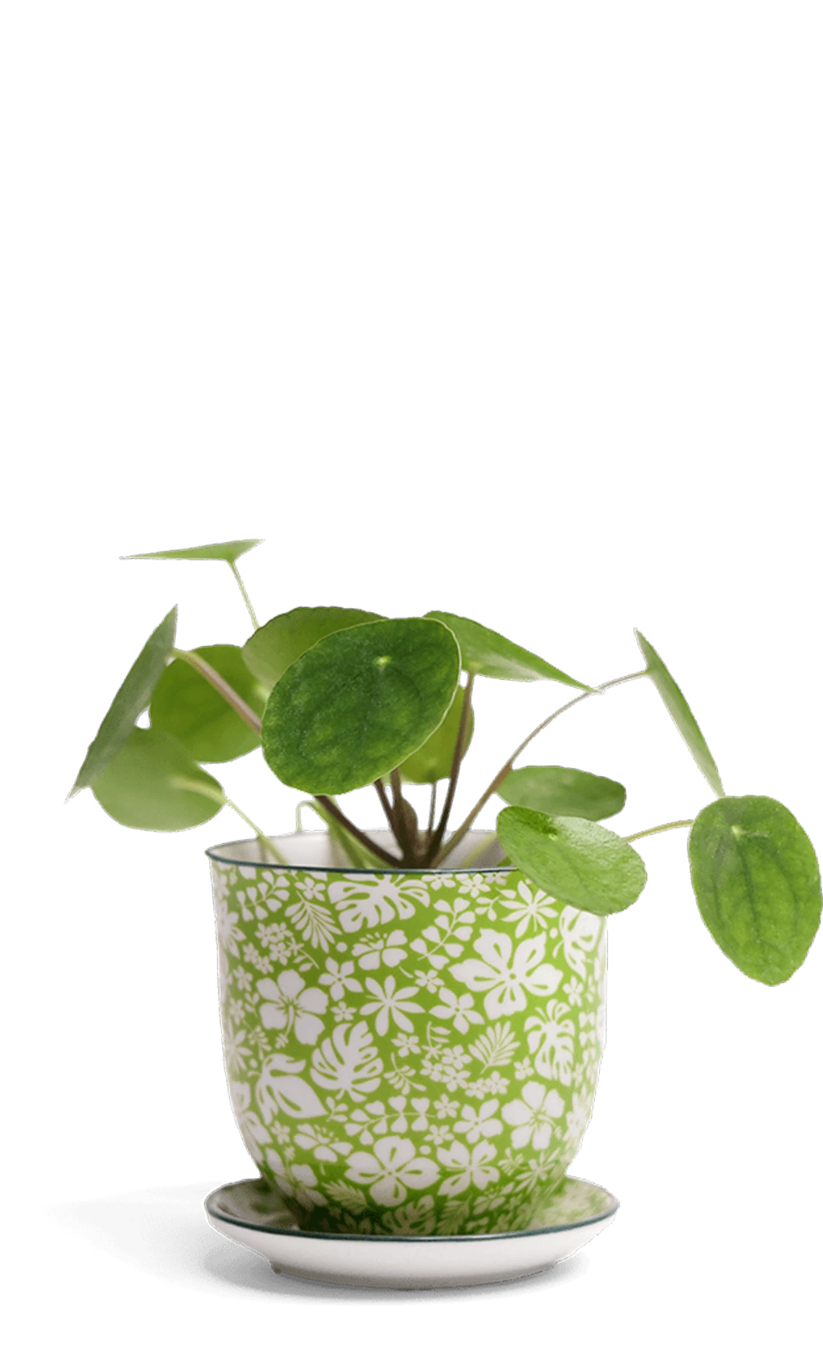 Chive Liberte medium green garden 3 porcelain pot with drainage and saucer styled with a plant.