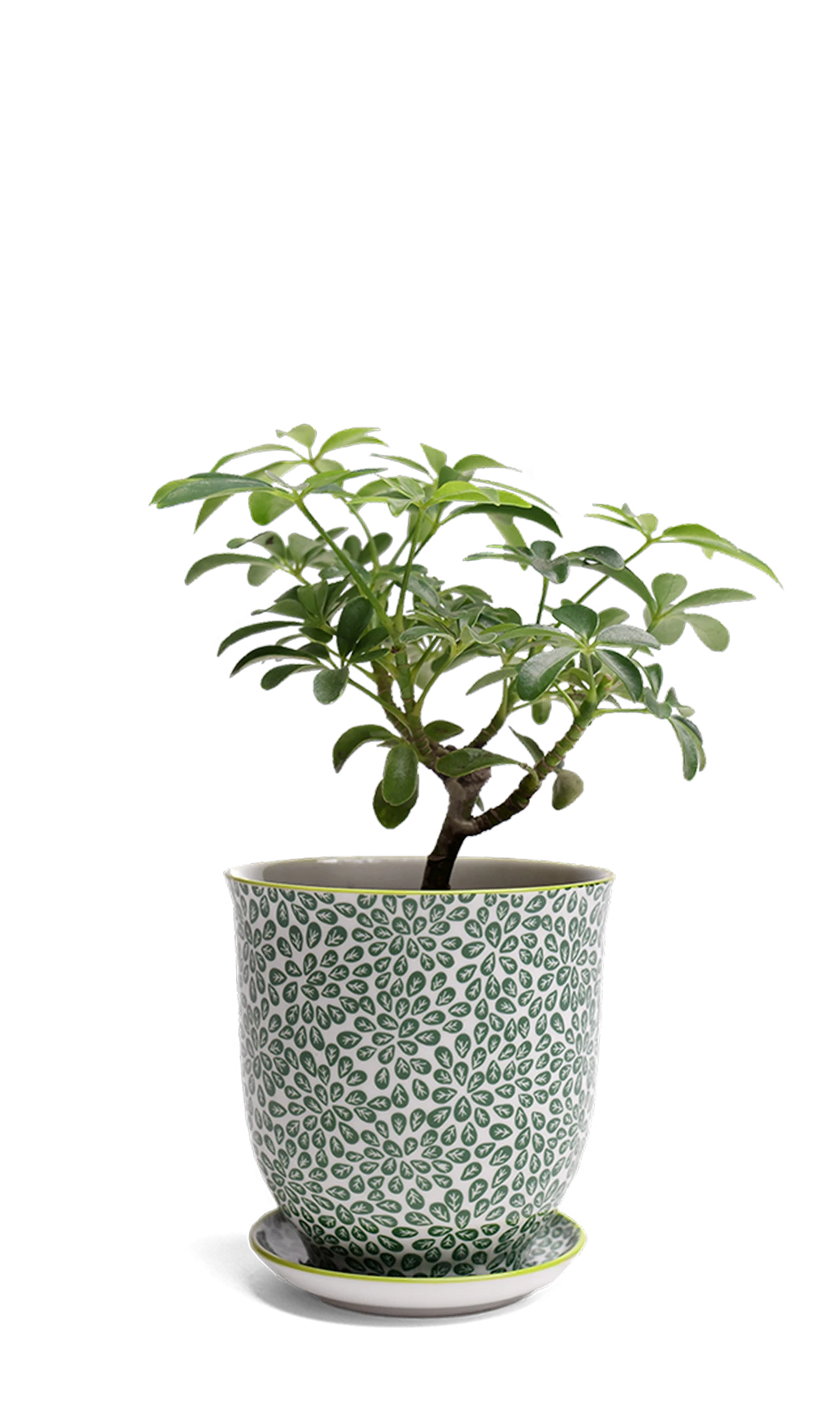 Chive Liberte small green leaves 3 porcelain pot with drainage and saucer styled with a plant.