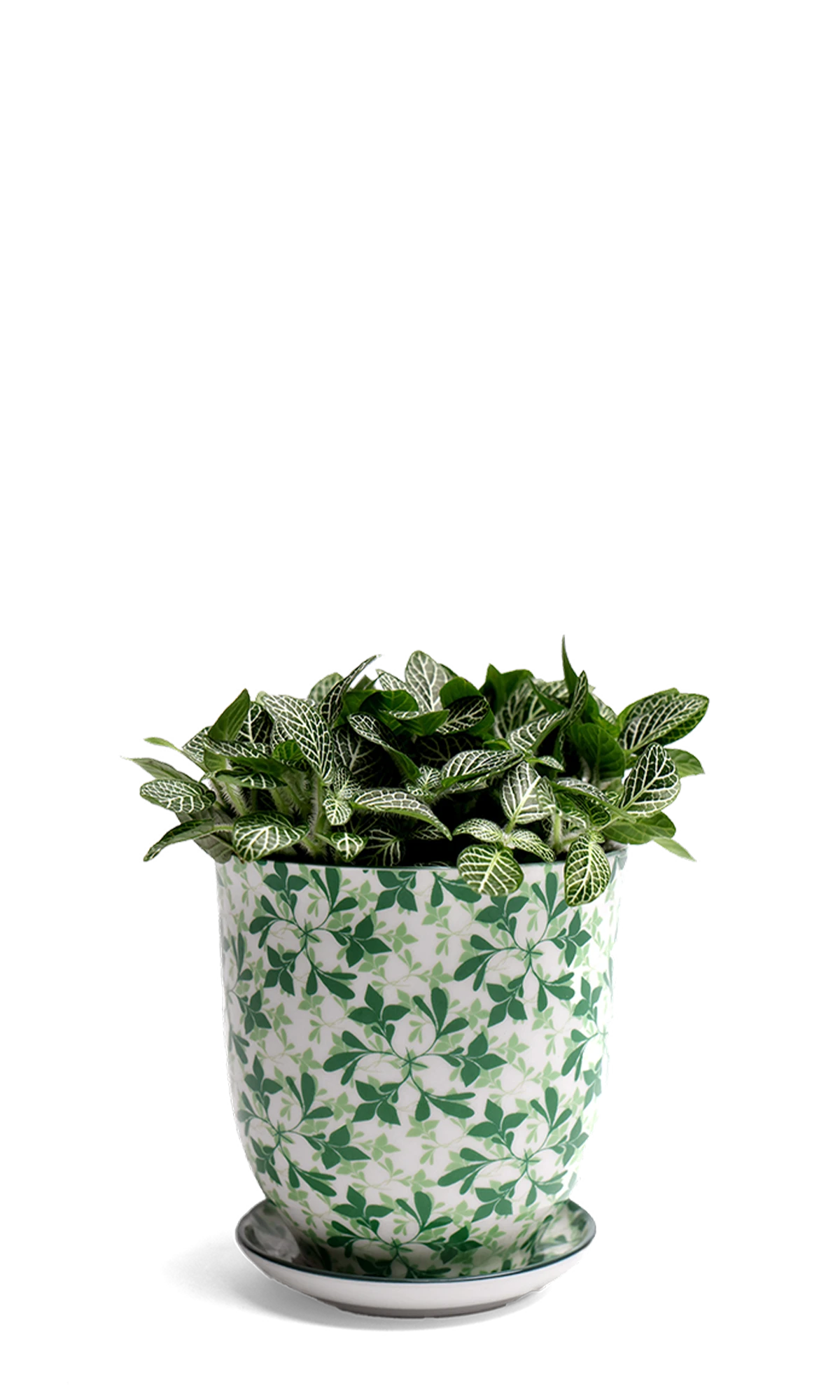 Chive Liberte medium green leaves 4 porcelain pot with drainage and saucer styled with a fittonia plant.