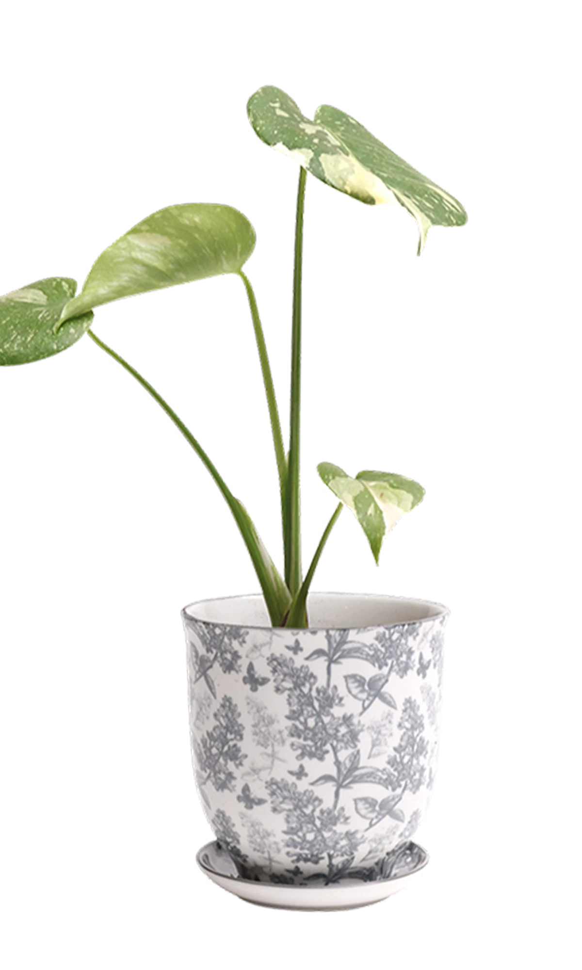 Chive Liberte medium grey forest porcelain pot with drainage and saucer styled with a plant.