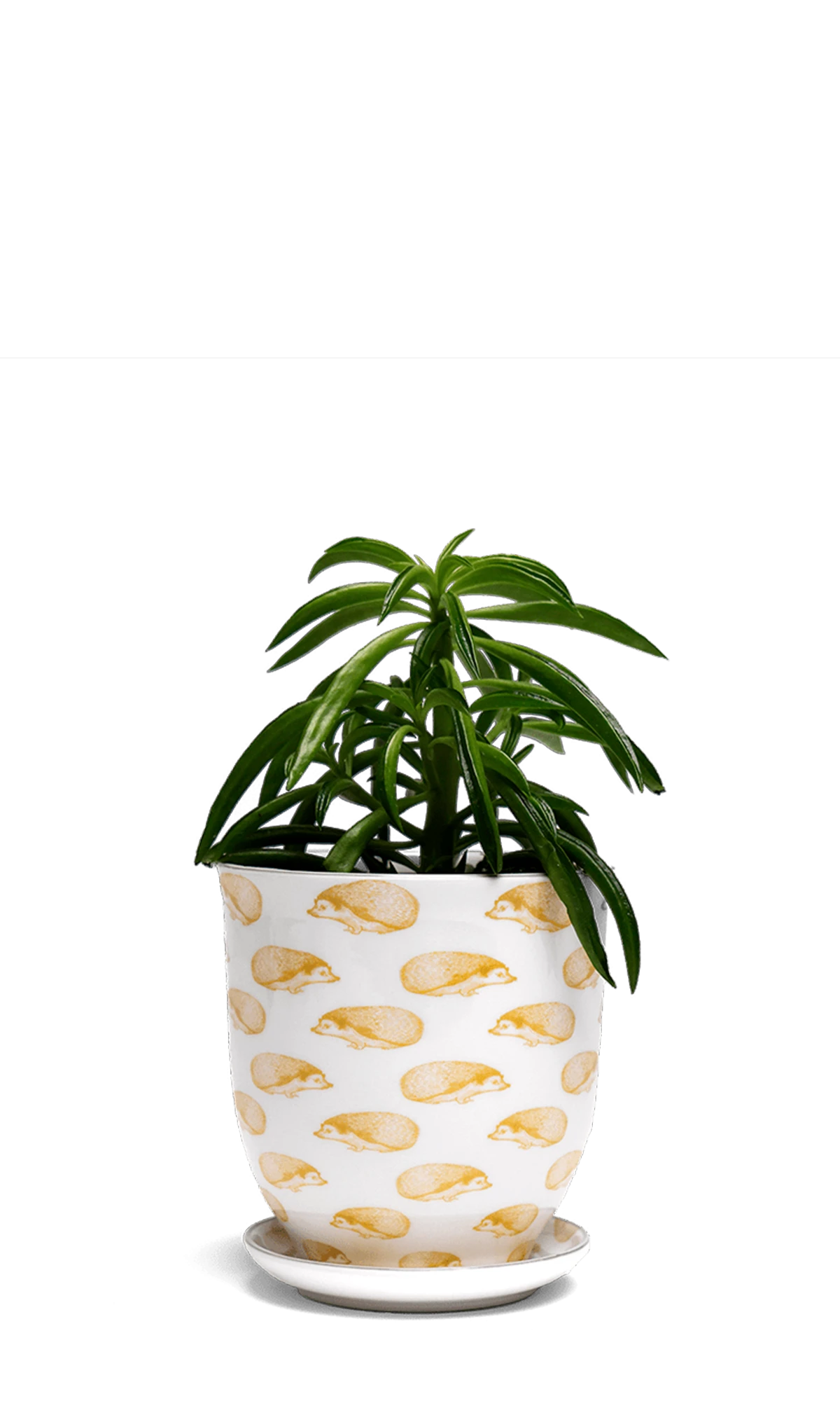 Chive Liberte medium hedgehog porcelain pot with drainage and saucer styled with a plant.