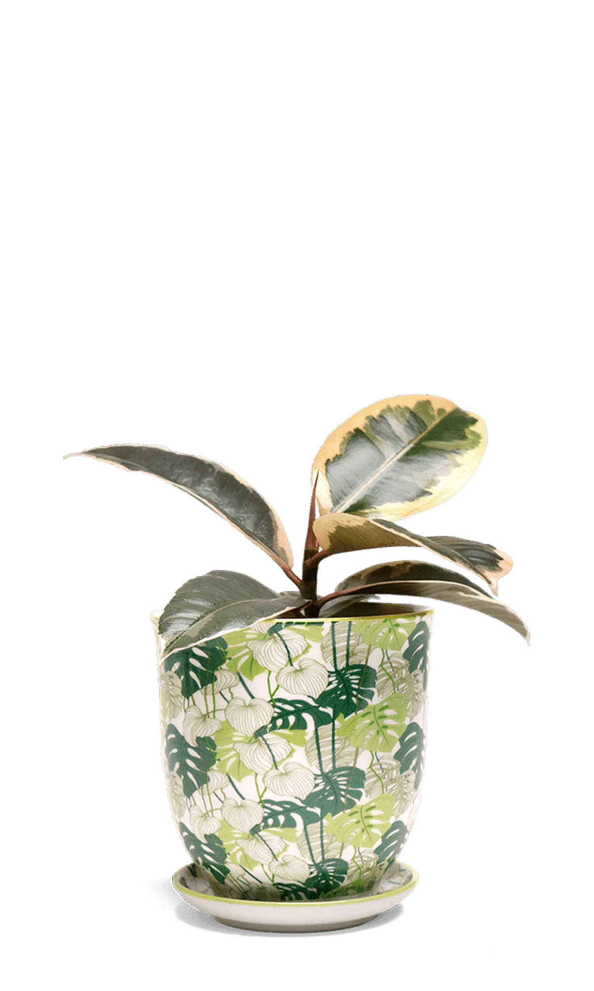 Chive Liberte medium monstera porcelain pot with drainage and saucer styled with a peperomia plant.