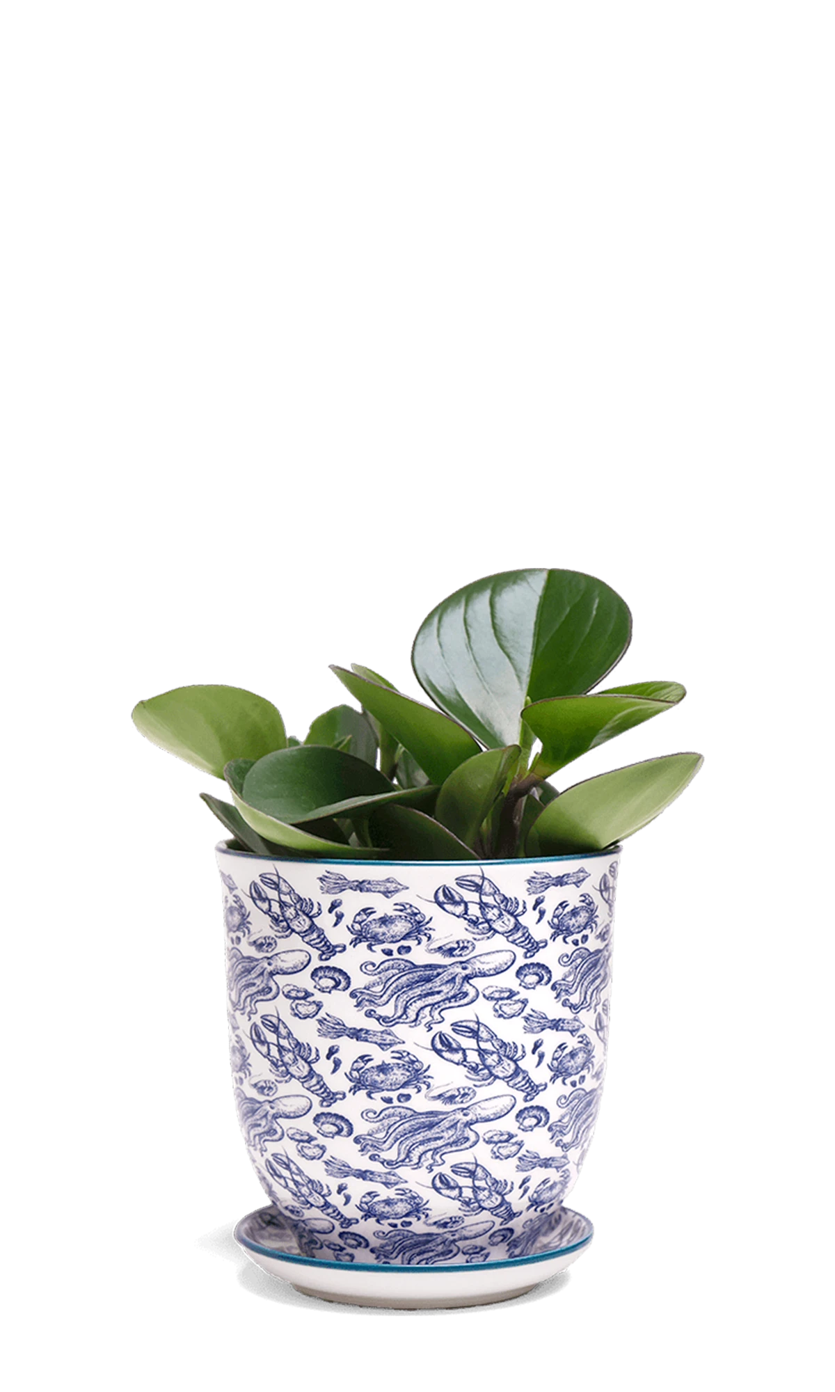 Chive Liberte small octopus porcelain pot with drainage and saucer styled with a plant.