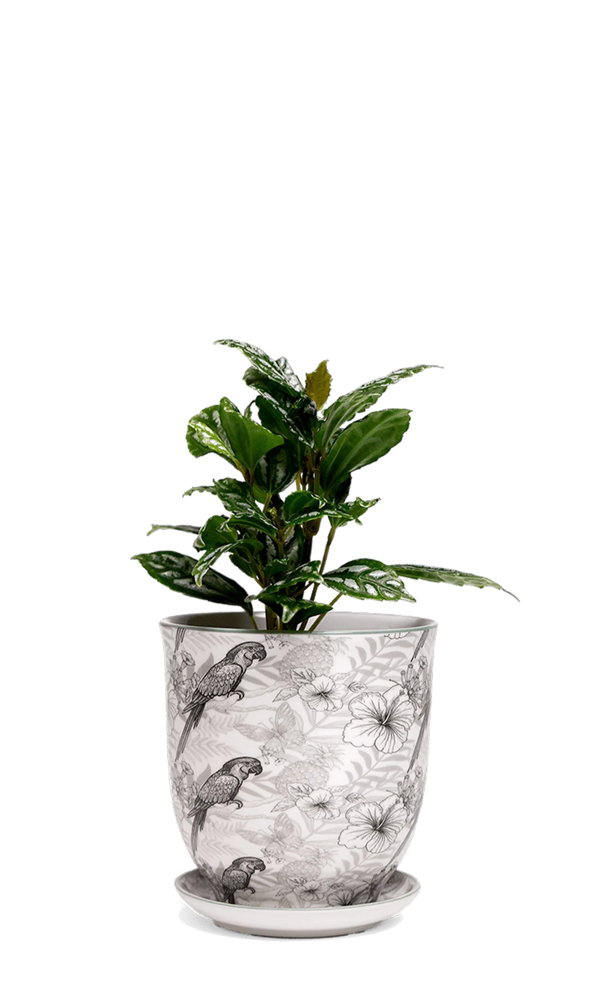 Chive Liberte small parrot porcelain pot with drainage and saucer styled with a plant.