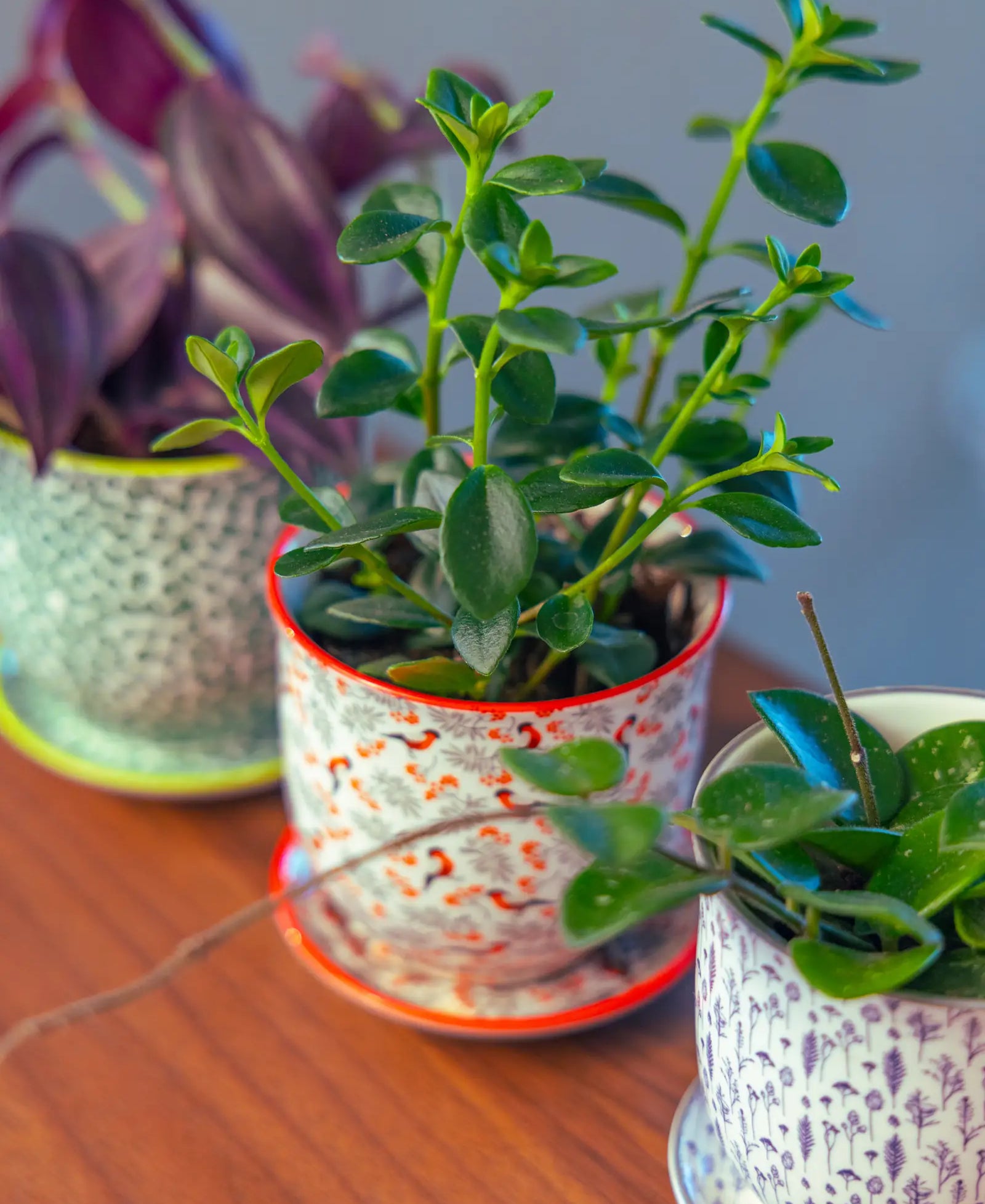 Chive Liberté small planters in red birds, blue feathers, and green leaves prints, each styled with a different houseplant.