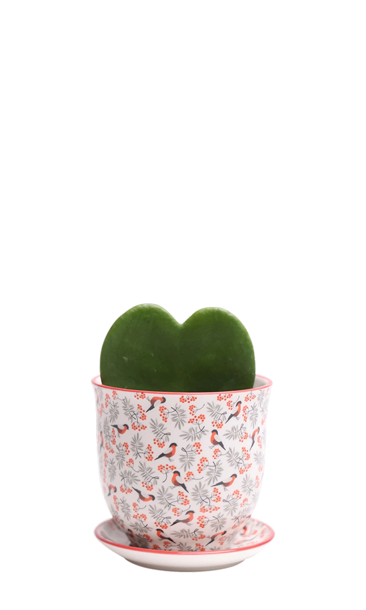 Chive Liberte small red birds porcelain pot with drainage and saucer styled with a hoya kerrii plant.