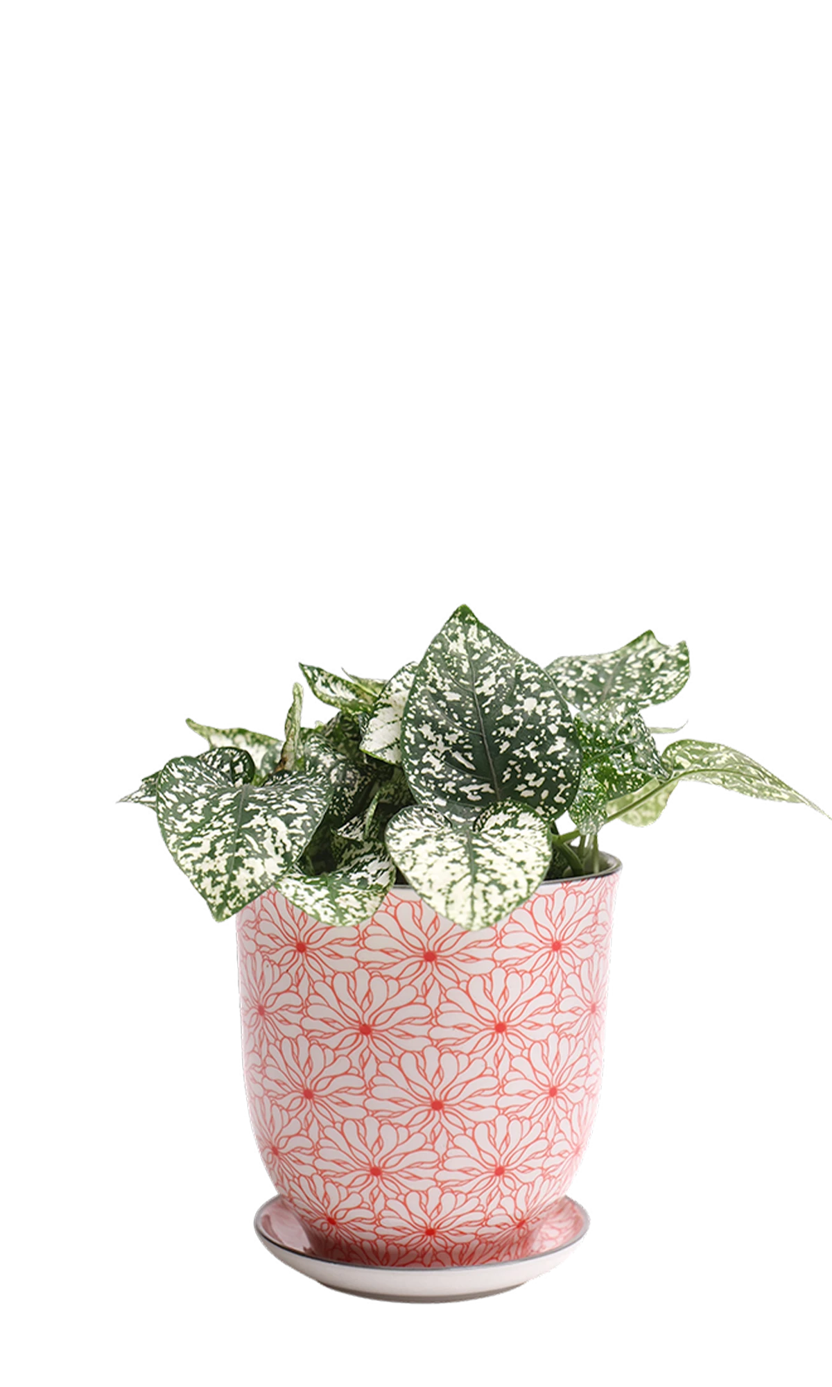 Chive Liberte small red flowers porcelain pot with drainage and saucer styled with a plant.